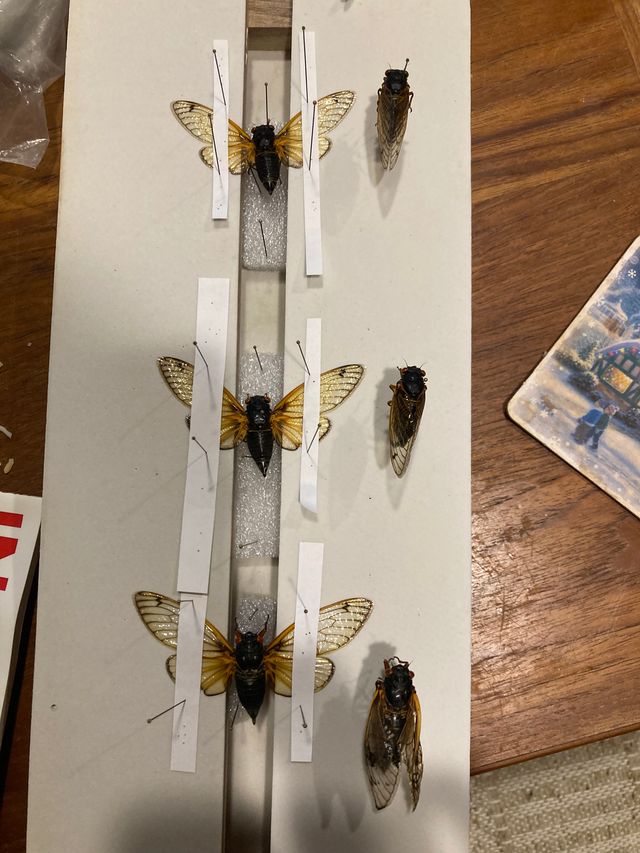 The 17-Year Cicadas (In-Progess)