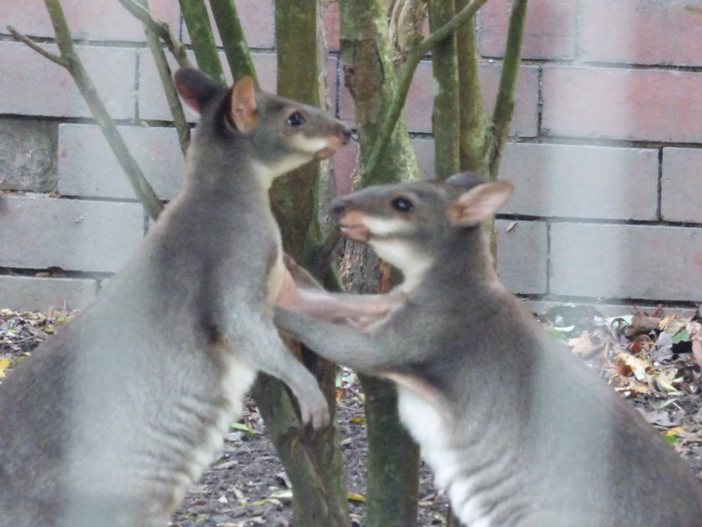 The 2 male Pandemelon