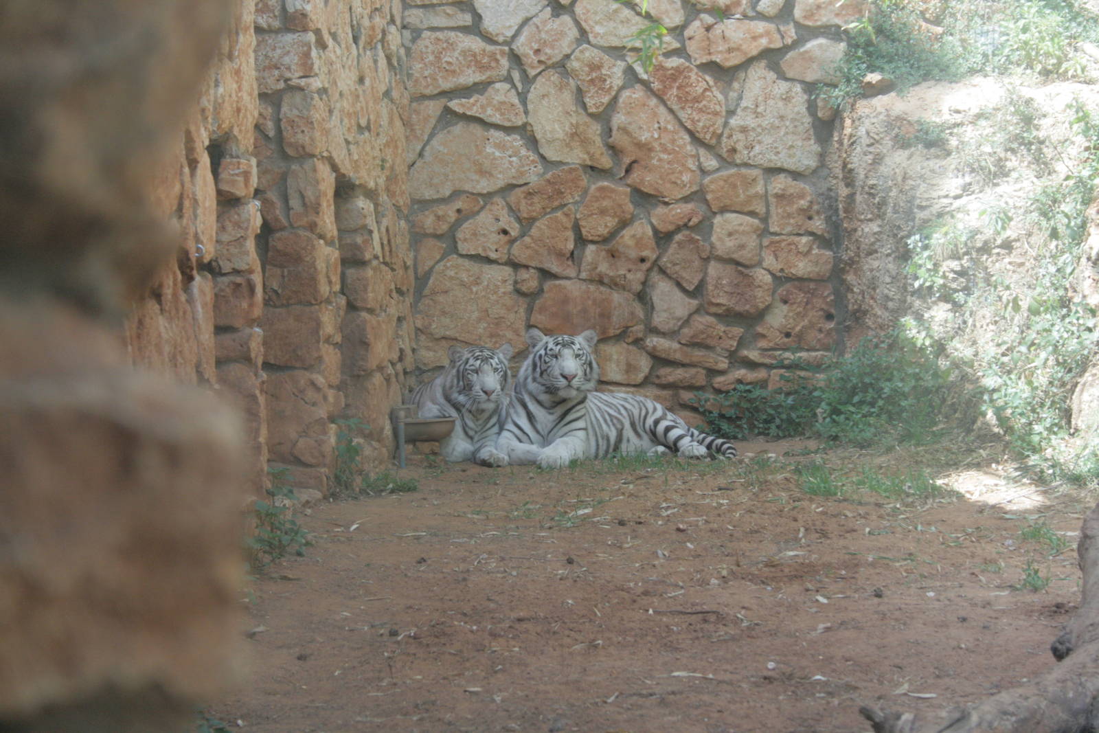 The 2 white tigers