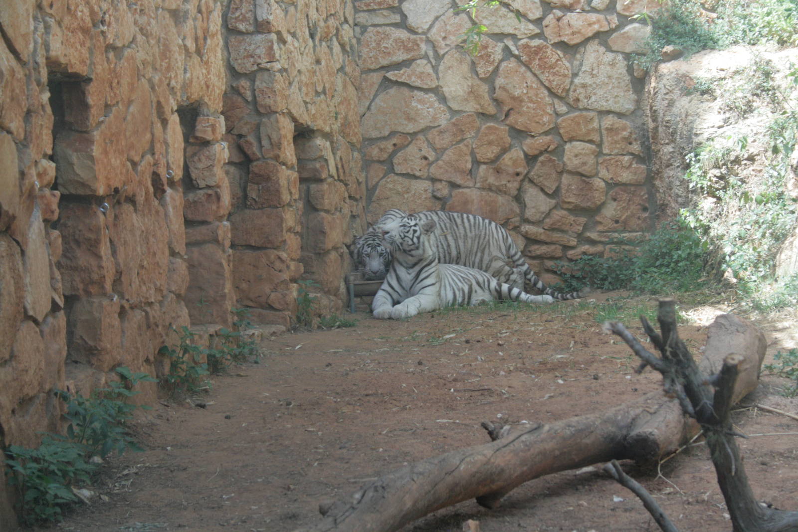 The 2 white tigers