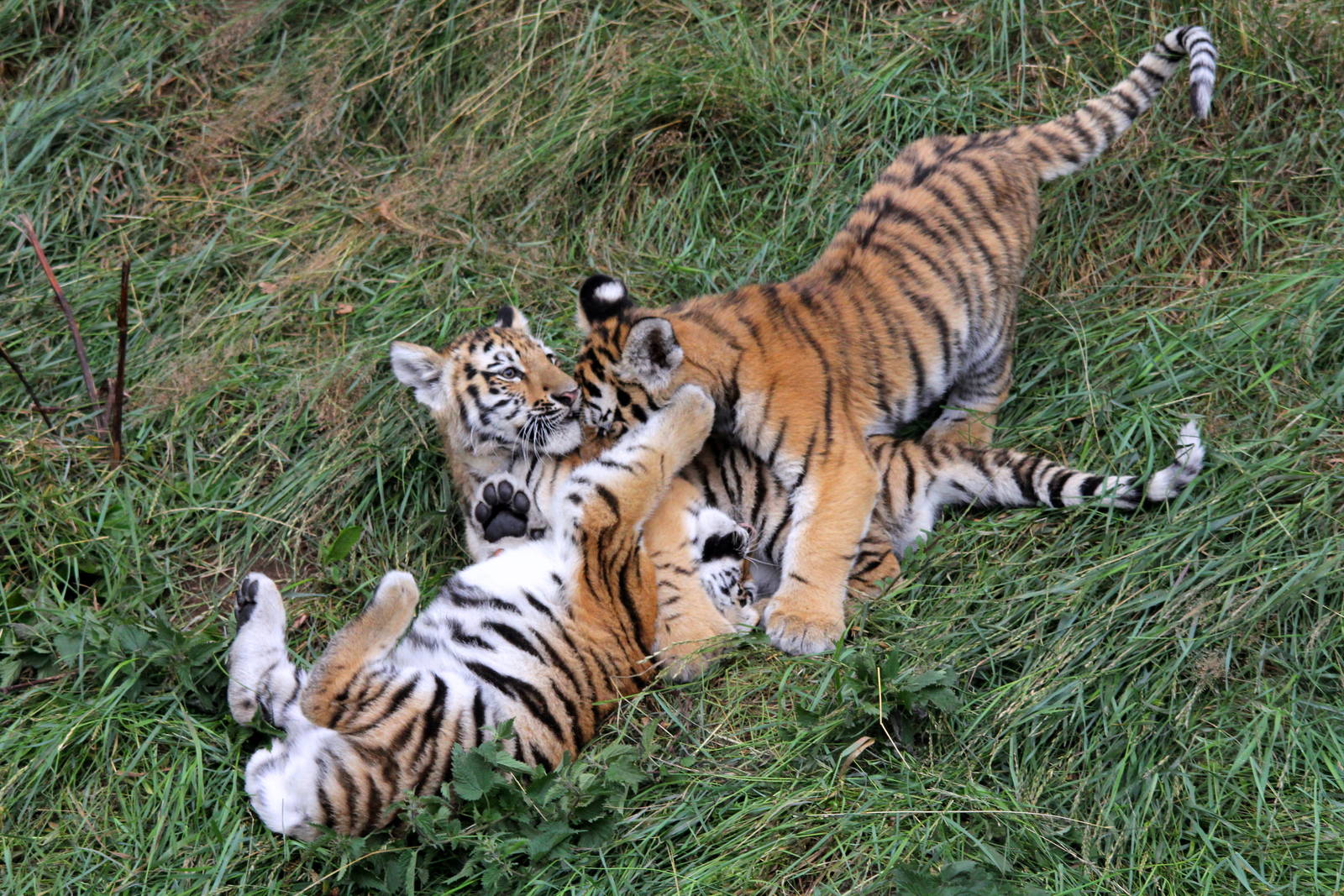 The 3 Amur tiger cubs. 1-8-15