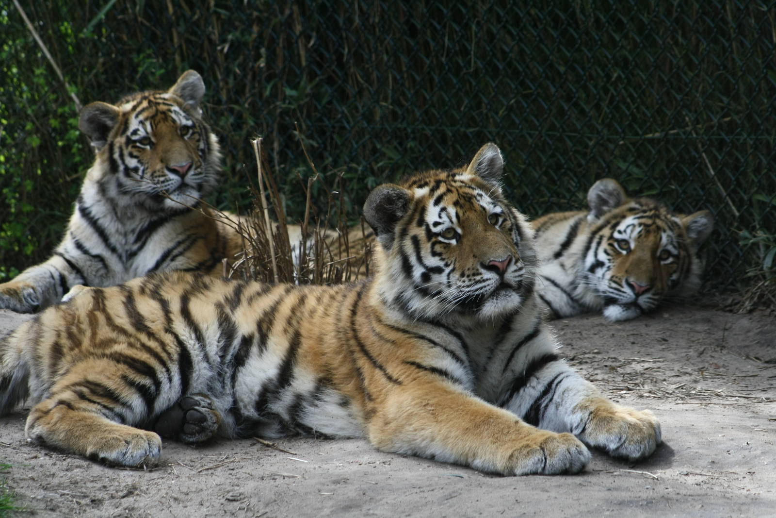 The 3 tiger cubs - born June 2014.