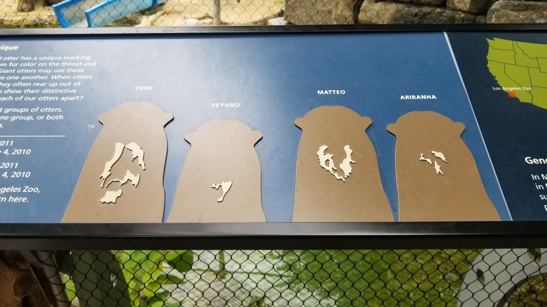 The 4 Giant Otters