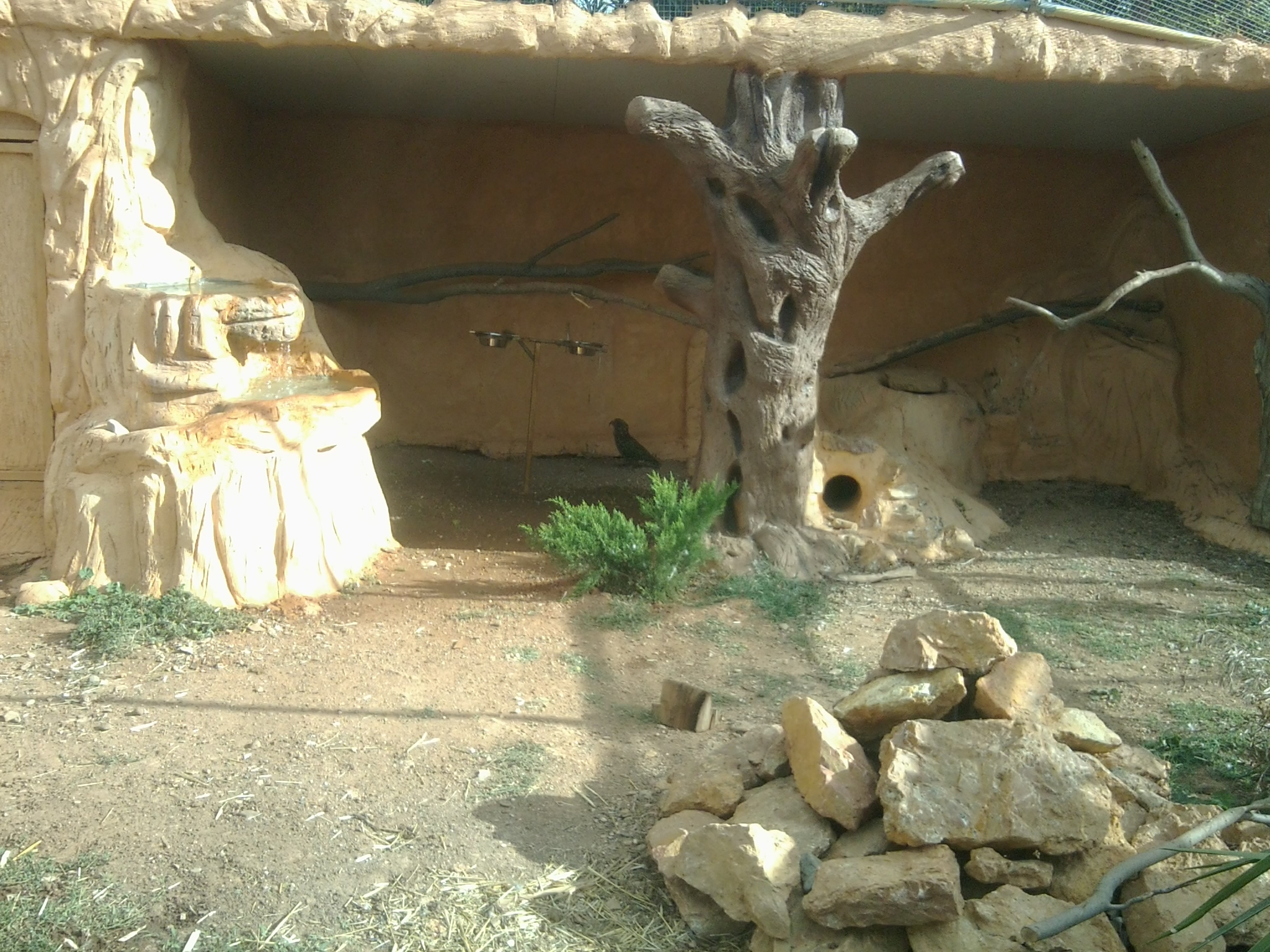 The 4th kea, that was more solitary and sepparating from the rest 3 keas, in the same enclosure