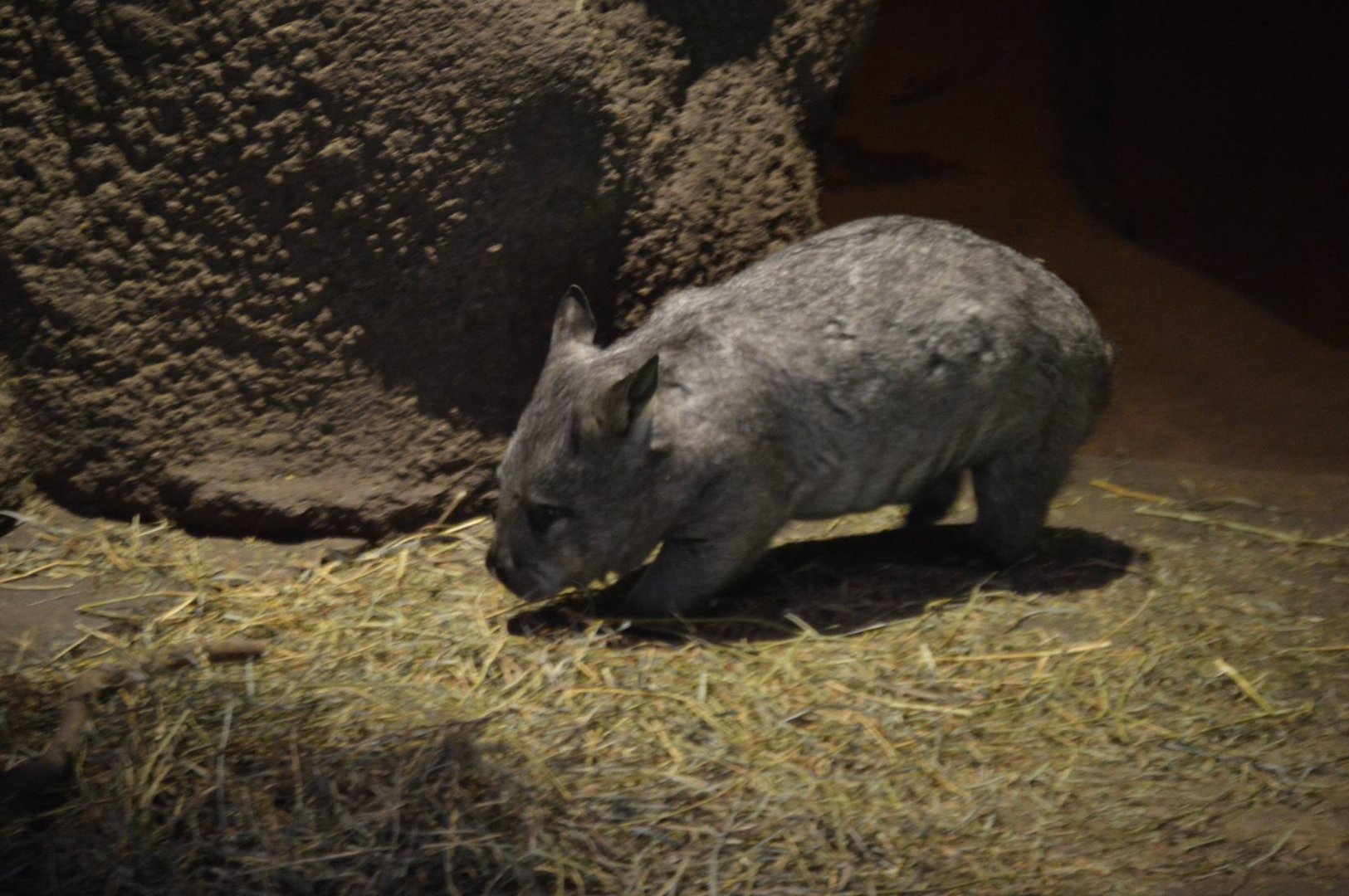 The adorable Adelaide, Lasiorhinus latifrons