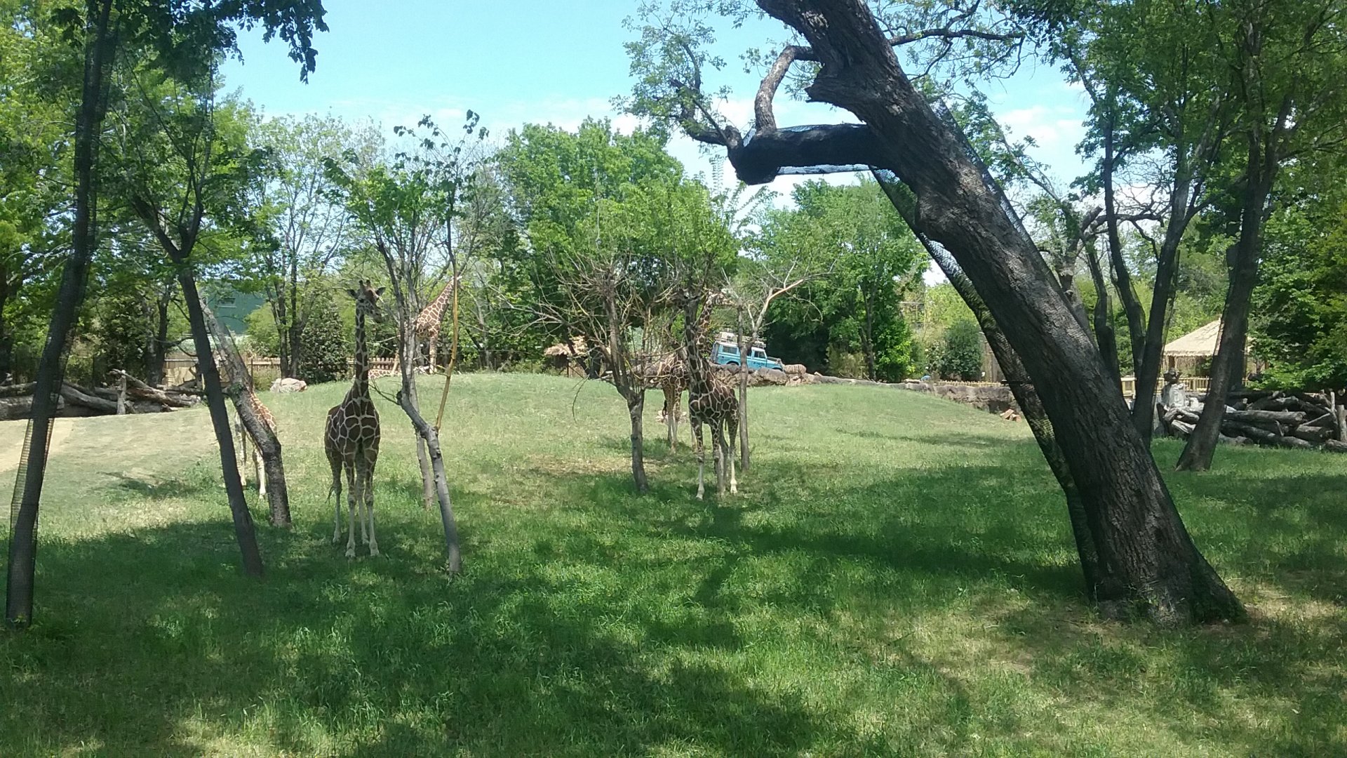 The aforementioned giraffes