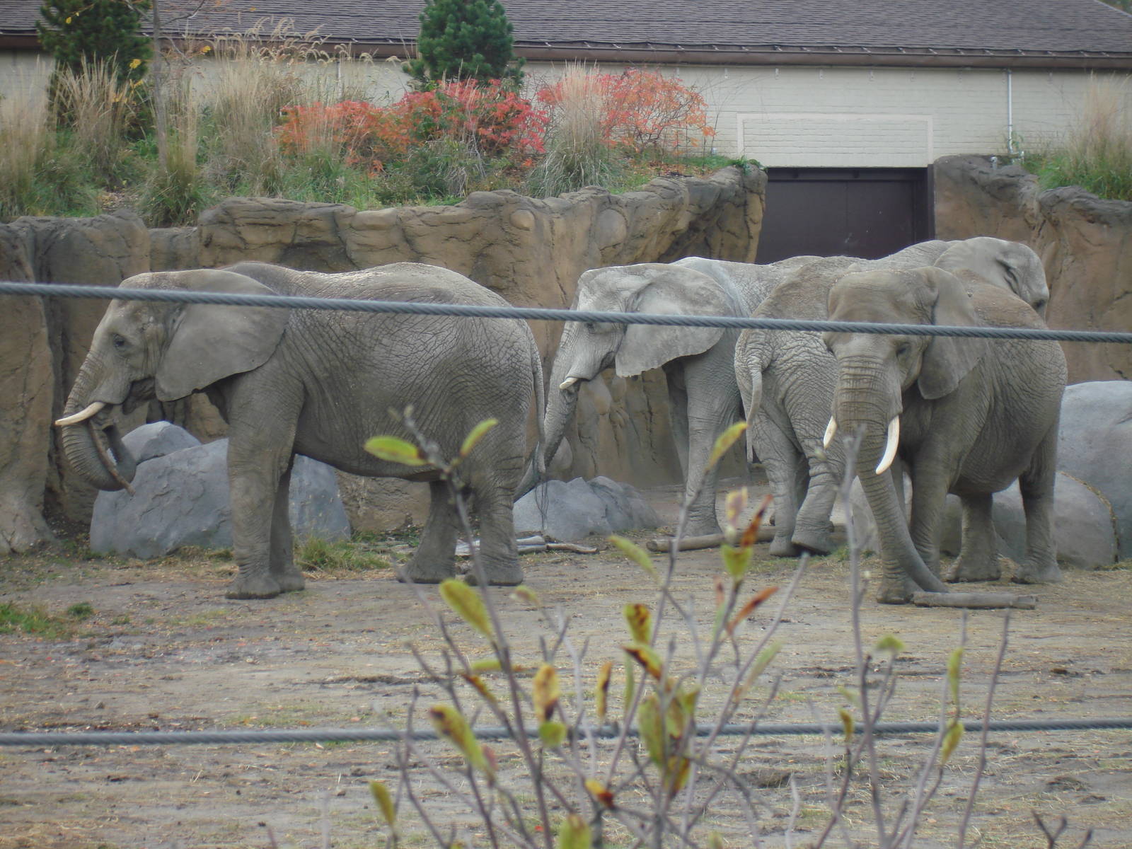 The African Herd in the Savannah Range