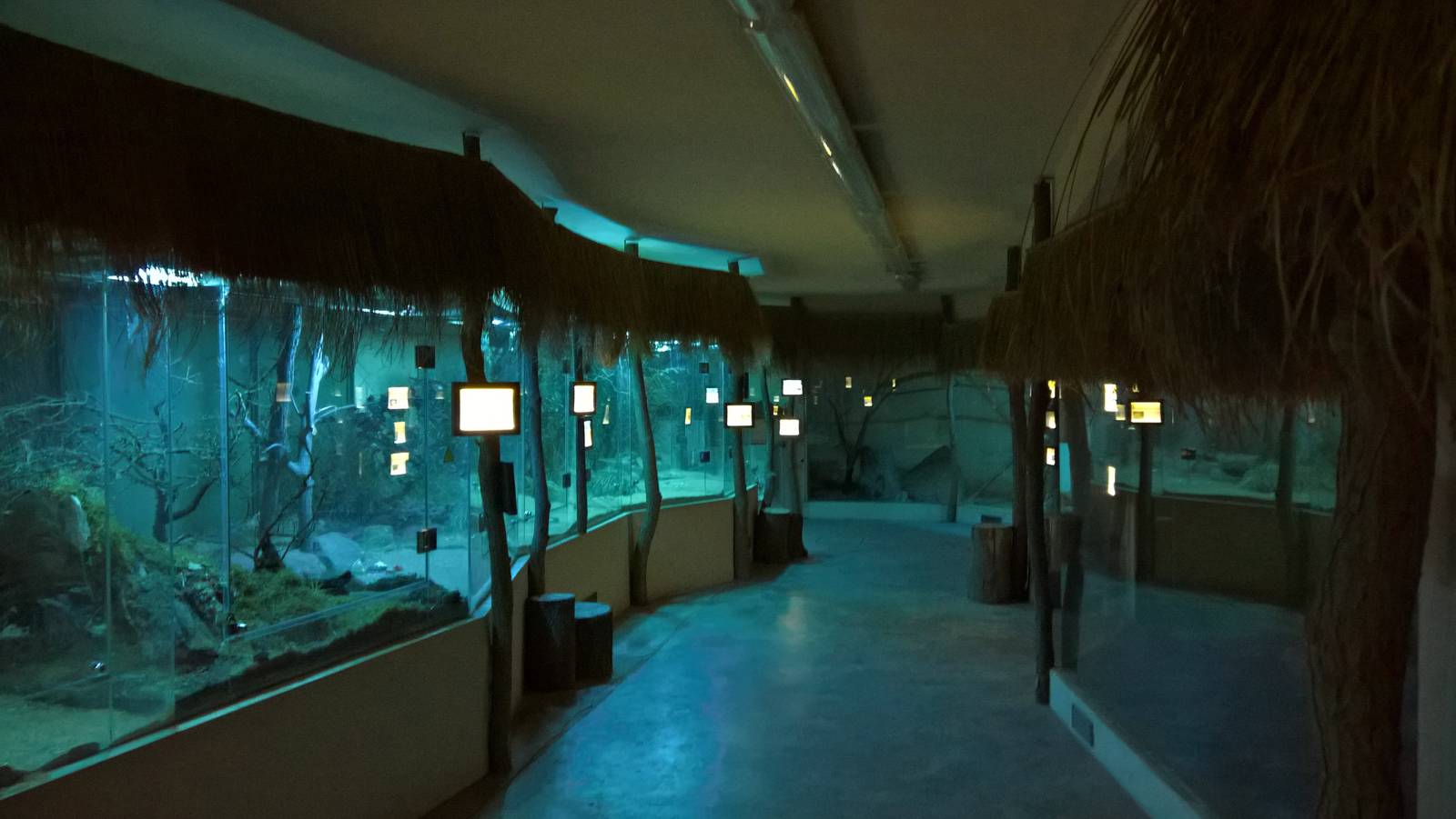 The african nocturnal house