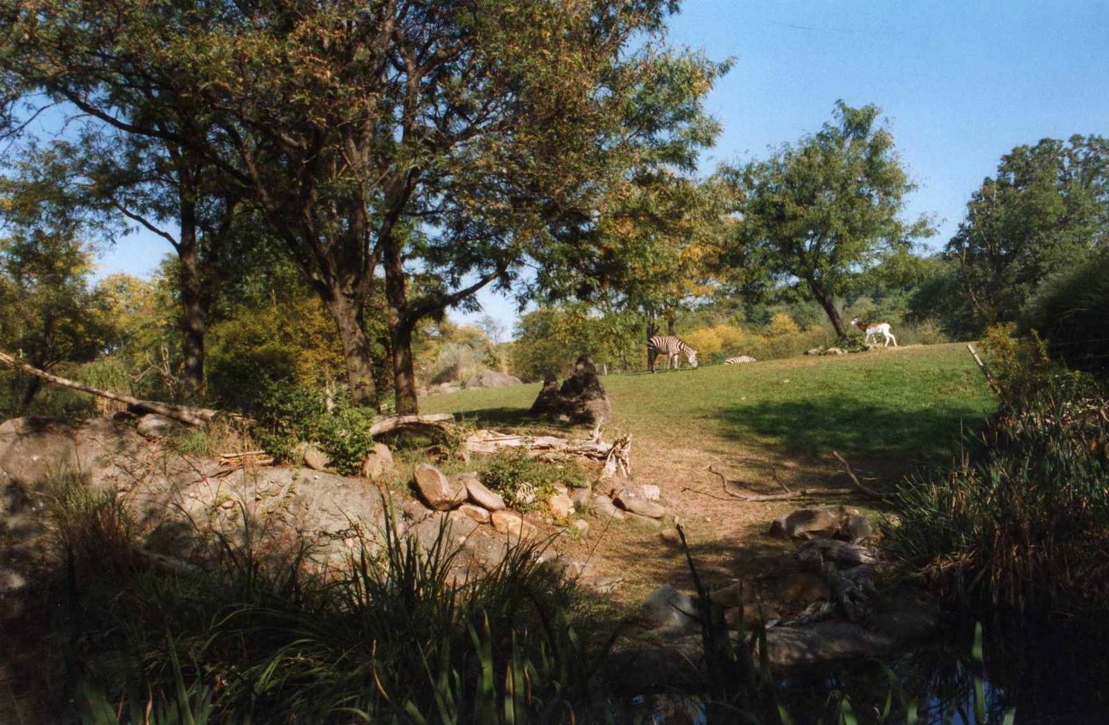 The African Savannah