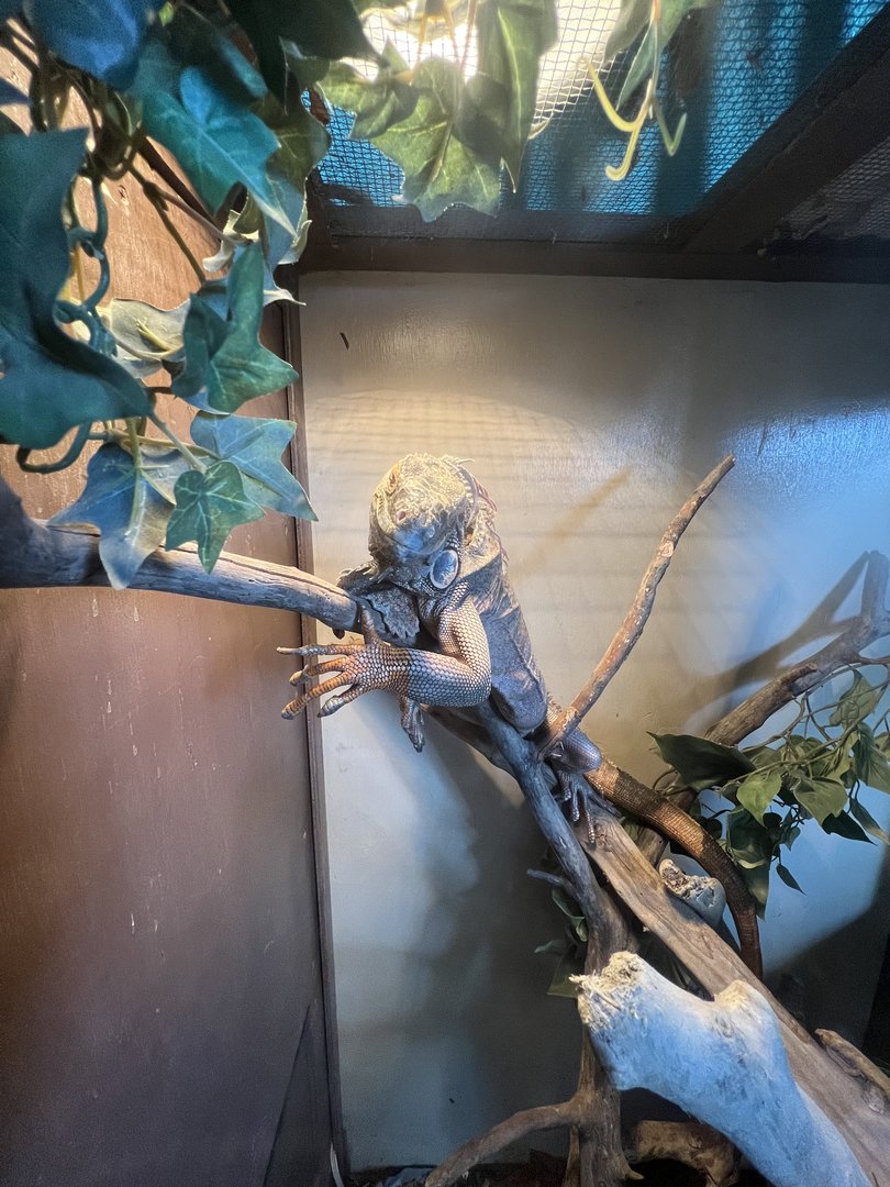 The Alaska State Fair