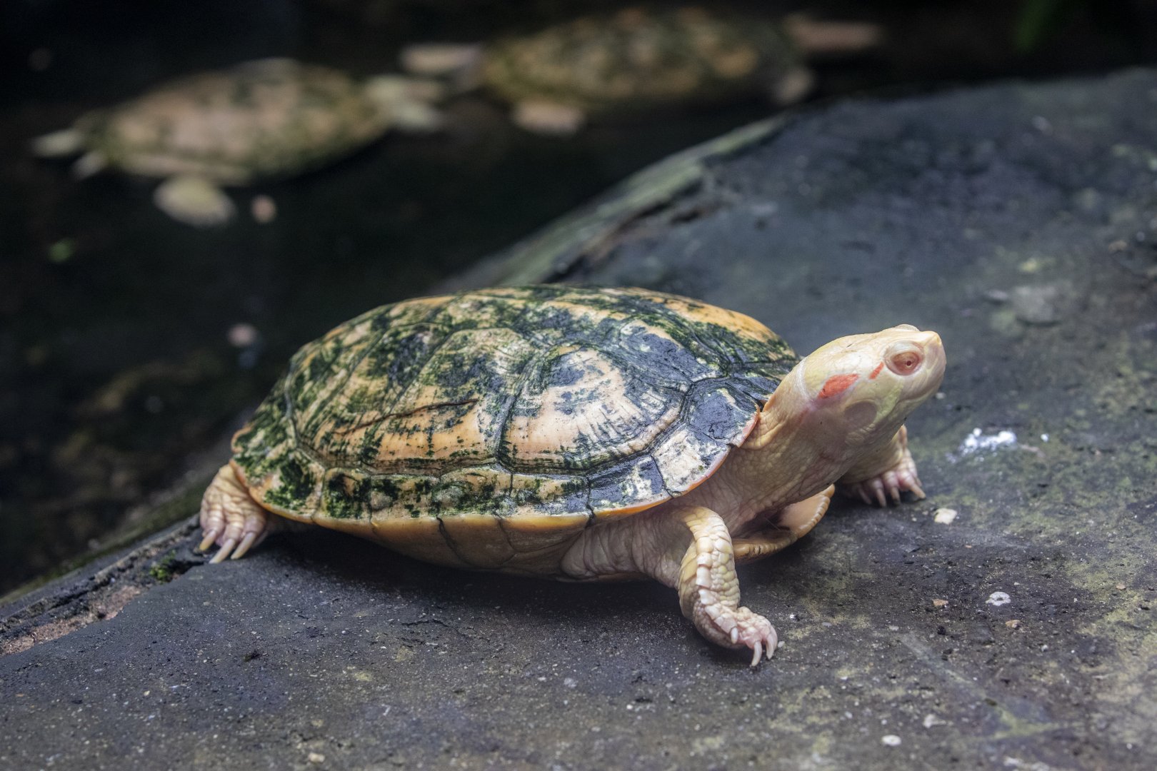 The albino red-eared slider (Trachemys scripta elegans)