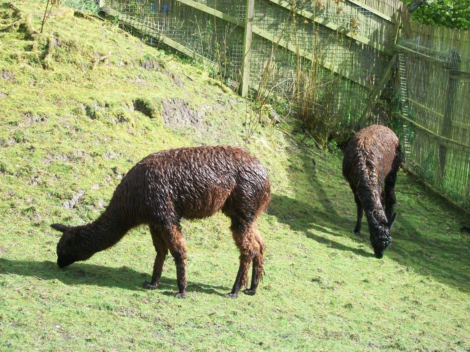 The Alpacas are soggy too, 10th May 2014