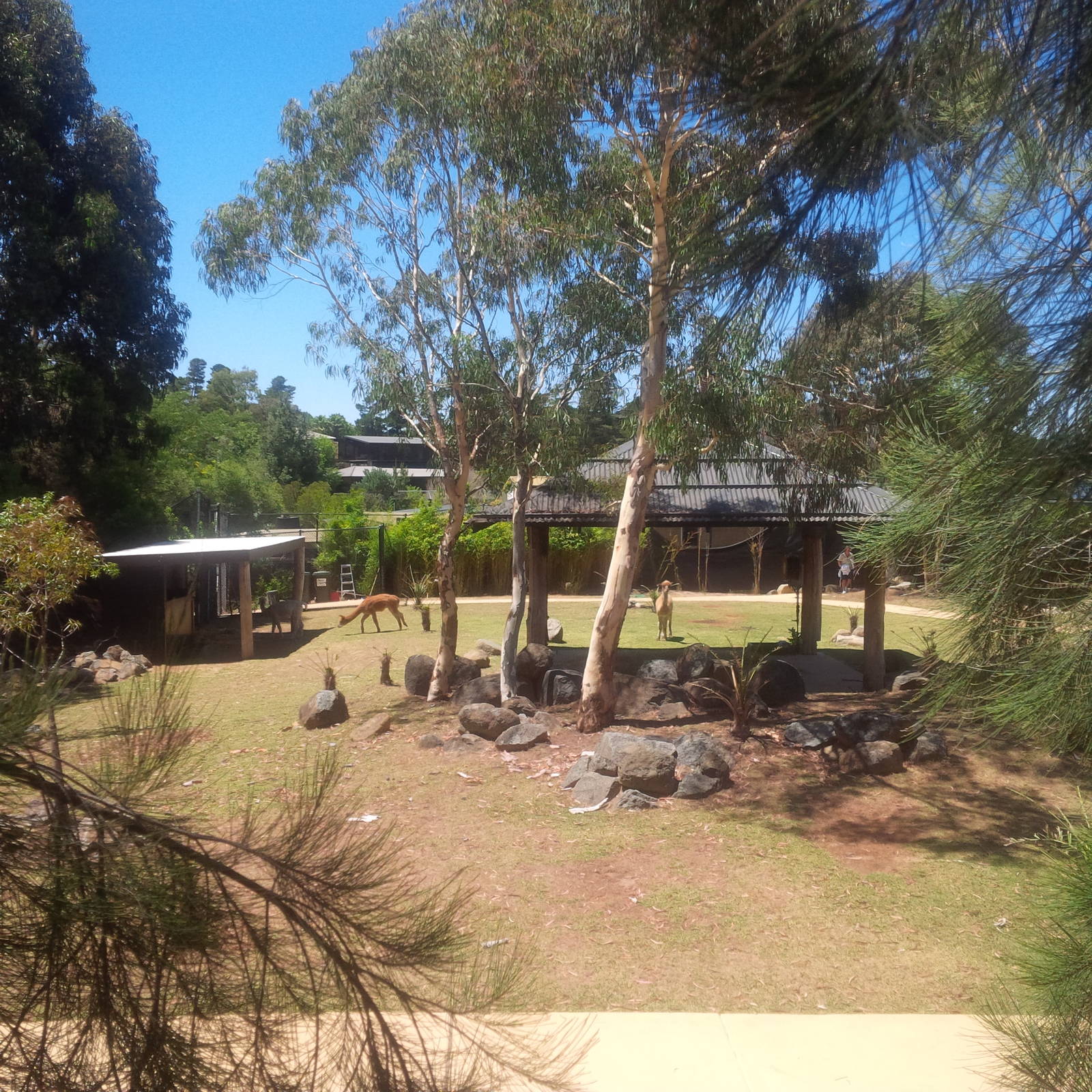 The alpaccas and fallow deer on the lawns of the Girraffe tree house