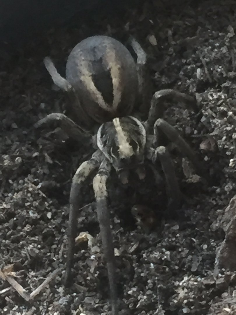 The Amazing Nightcrawler!!!