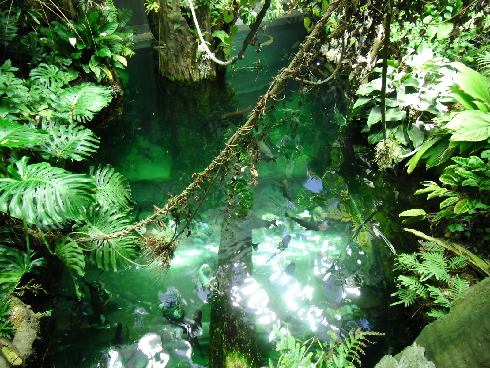 The Amazon aquarium with tunnel.