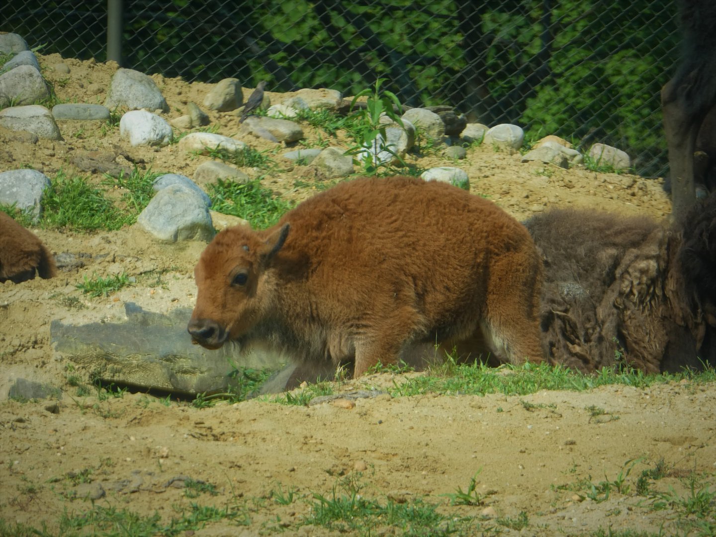 The Americas - American Bison Young