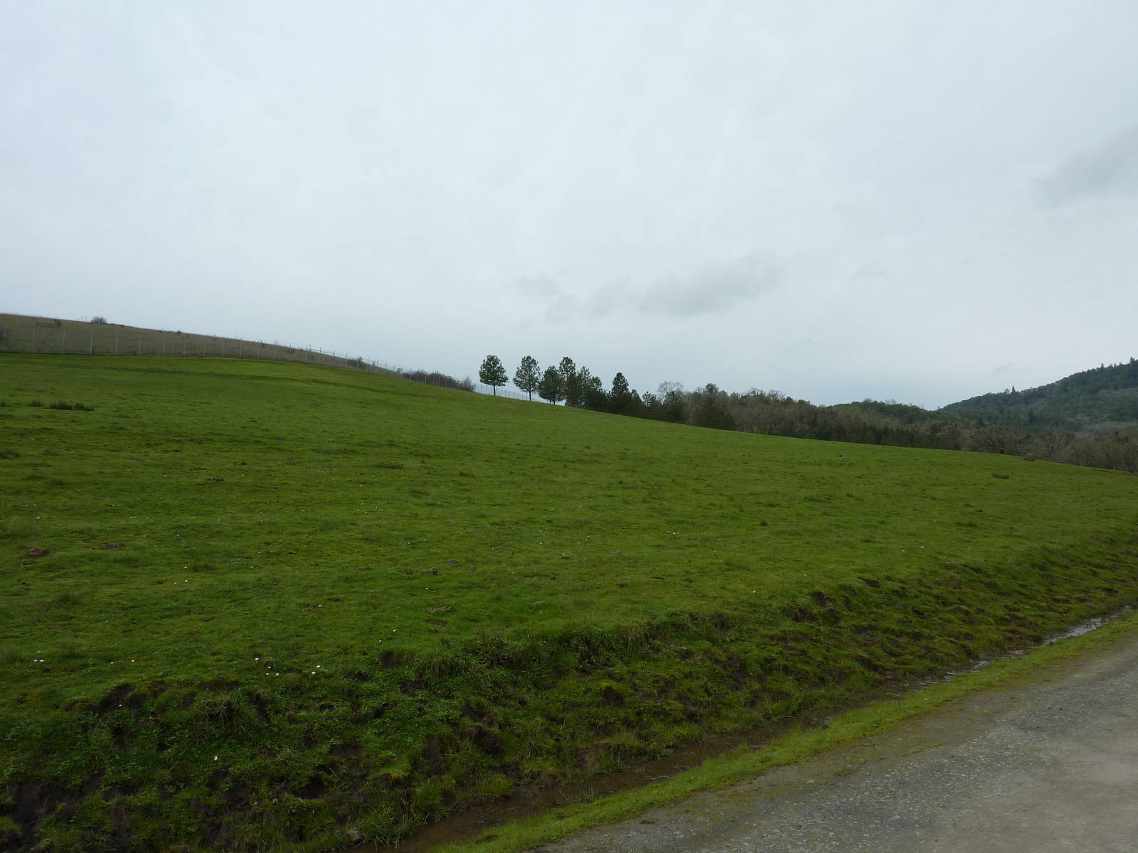 The Americas Area - Bison/Elk Enclosure