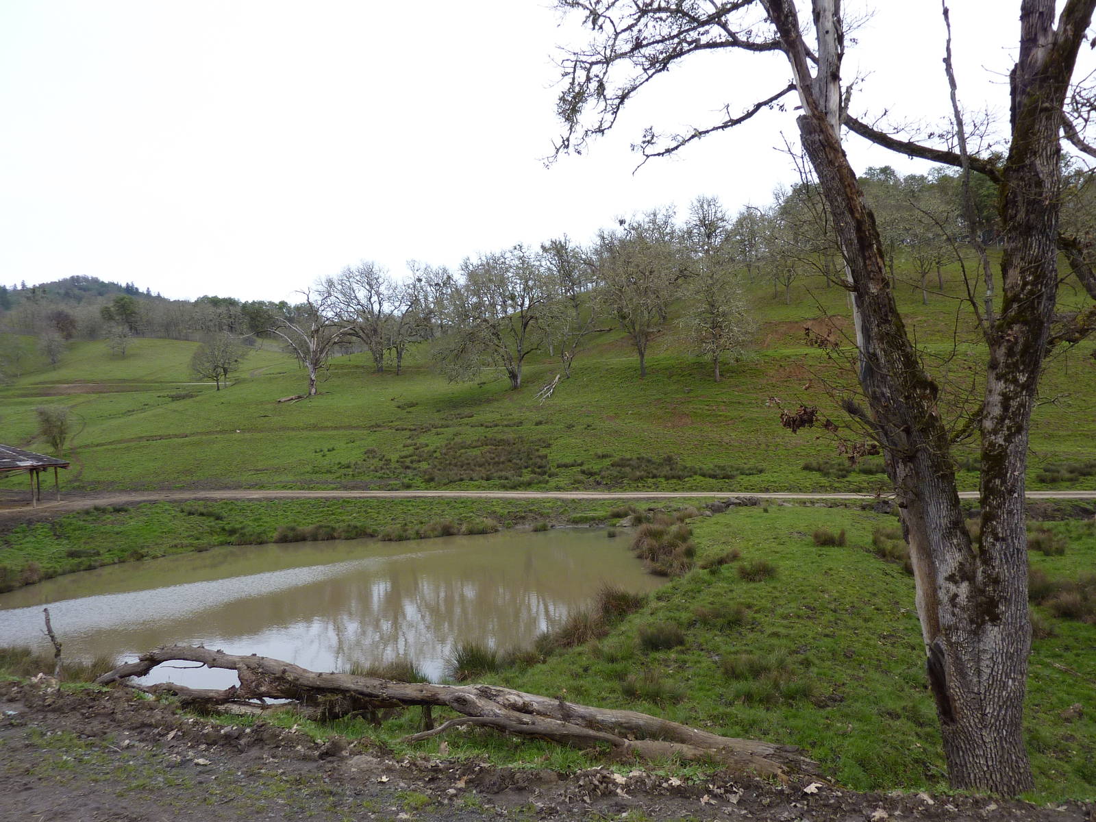 The Americas Area - Bison/Elk/Llama/Aoudad