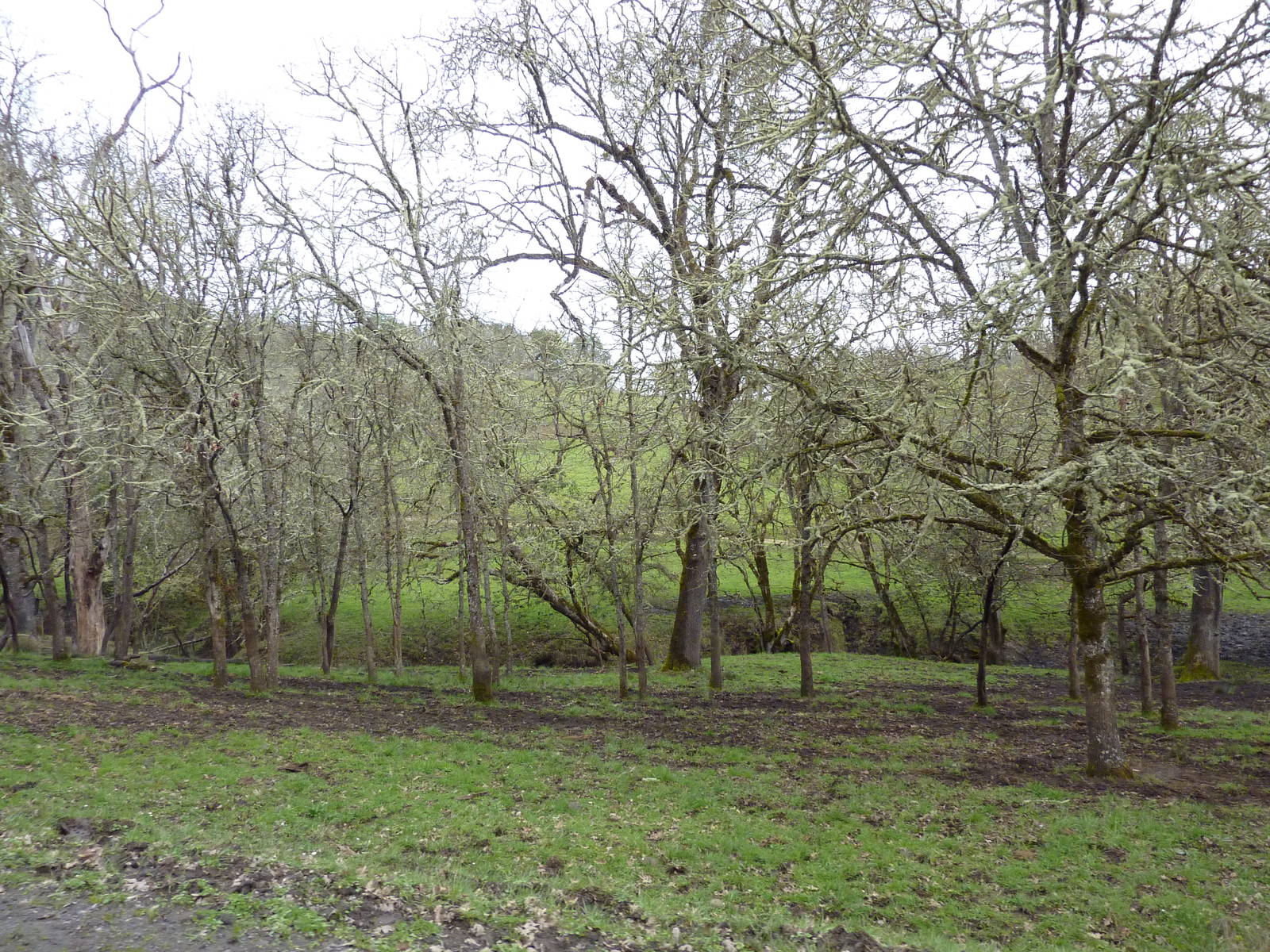 The Americas Area - Bison/Elk/Llama/Aoudad