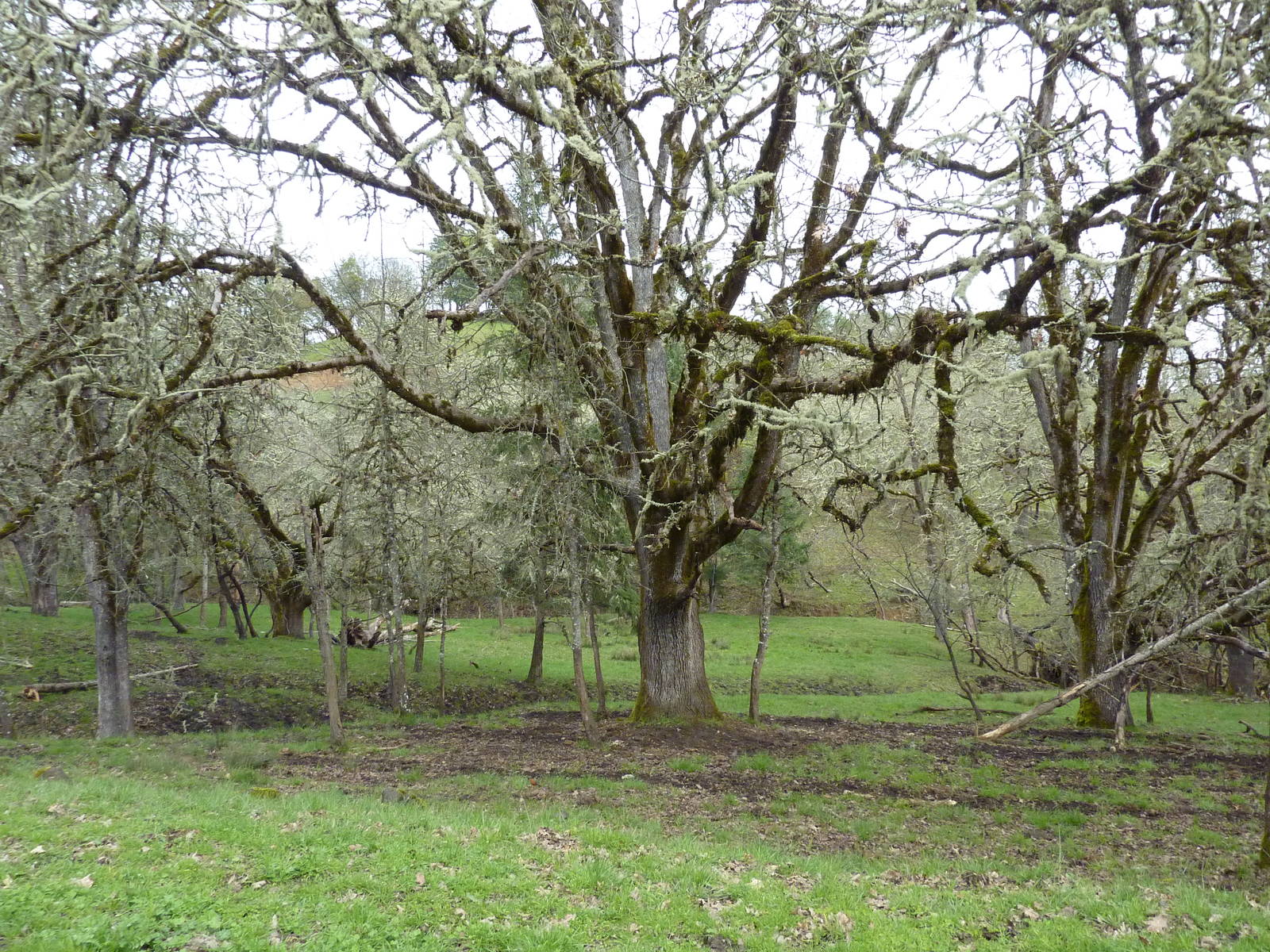 The Americas Area - Bison/Elk/Llama/Aoudad