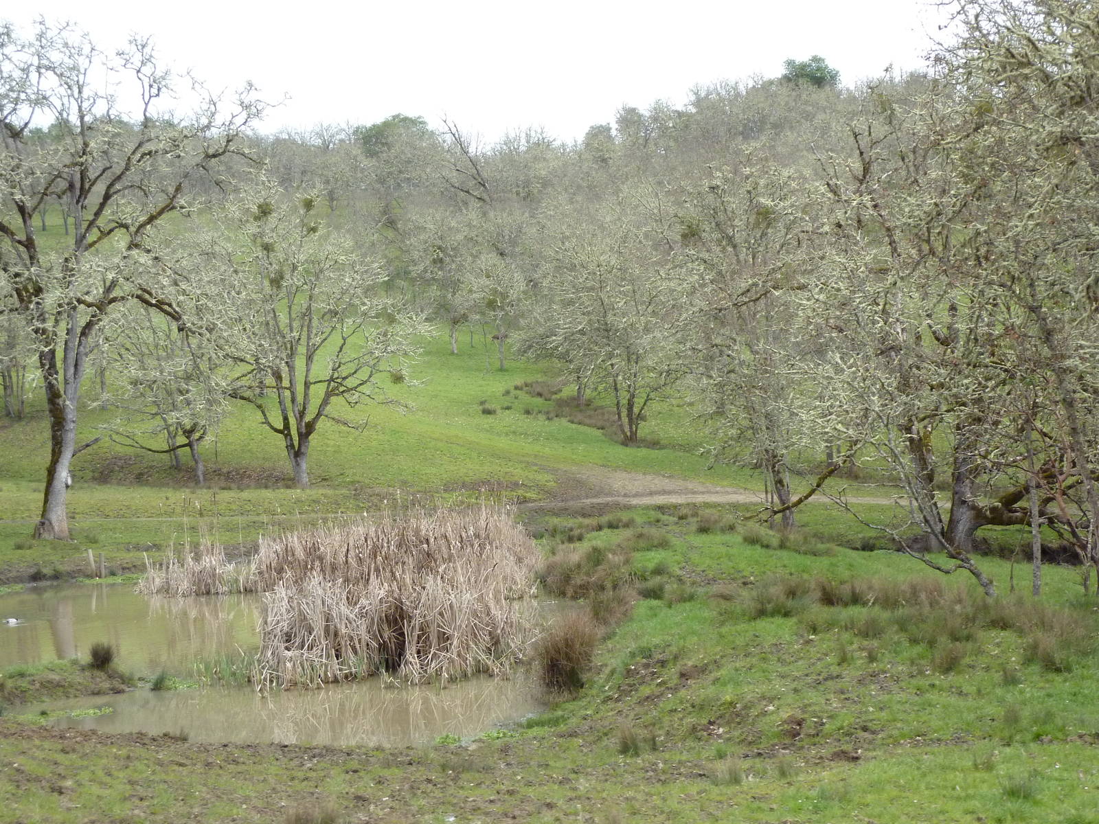 The Americas Area - Bison/Elk/Llama/Aoudad