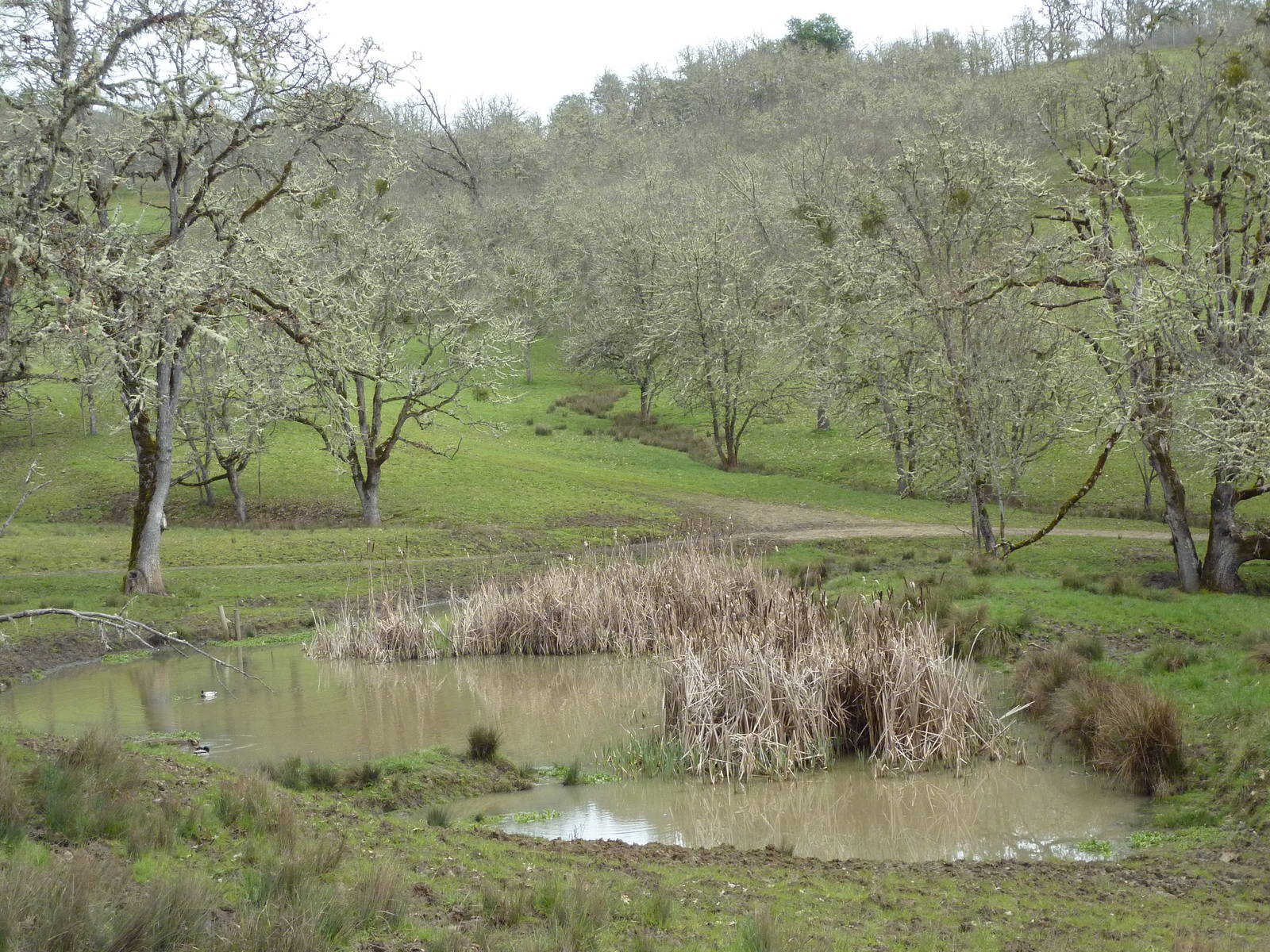 The Americas Area - Bison/Elk/Llama/Aoudad