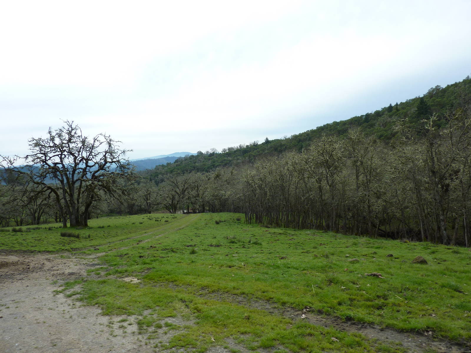 The Americas Area - Bison/Elk/Llama/Aoudad