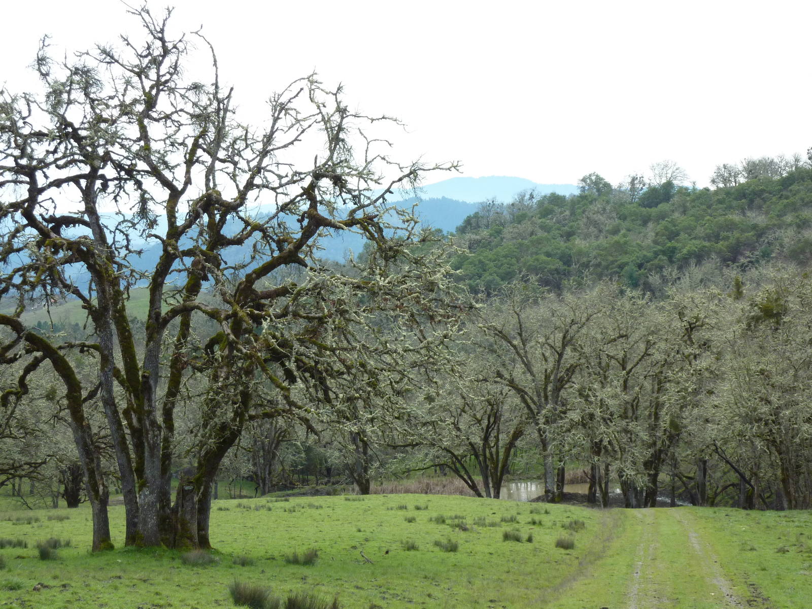 The Americas Area - Bison/Elk/Llama/Aoudad