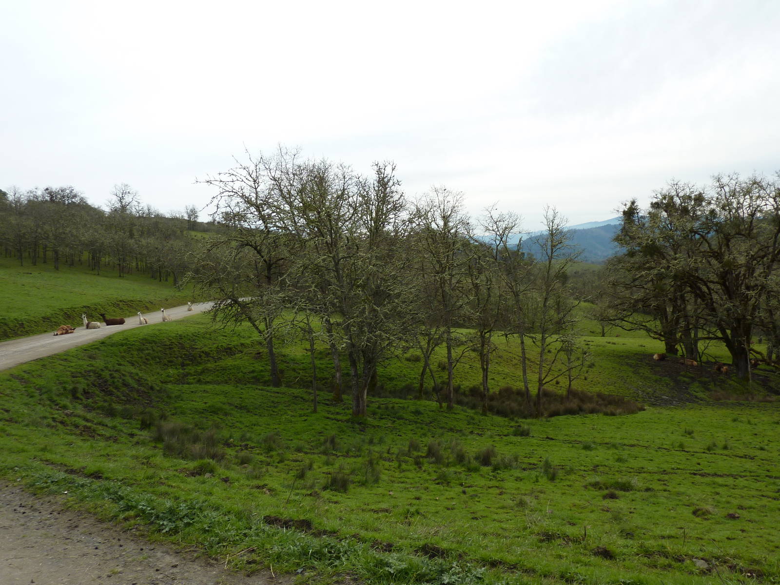 The Americas Area - Bison/Elk/Llama/Aoudad
