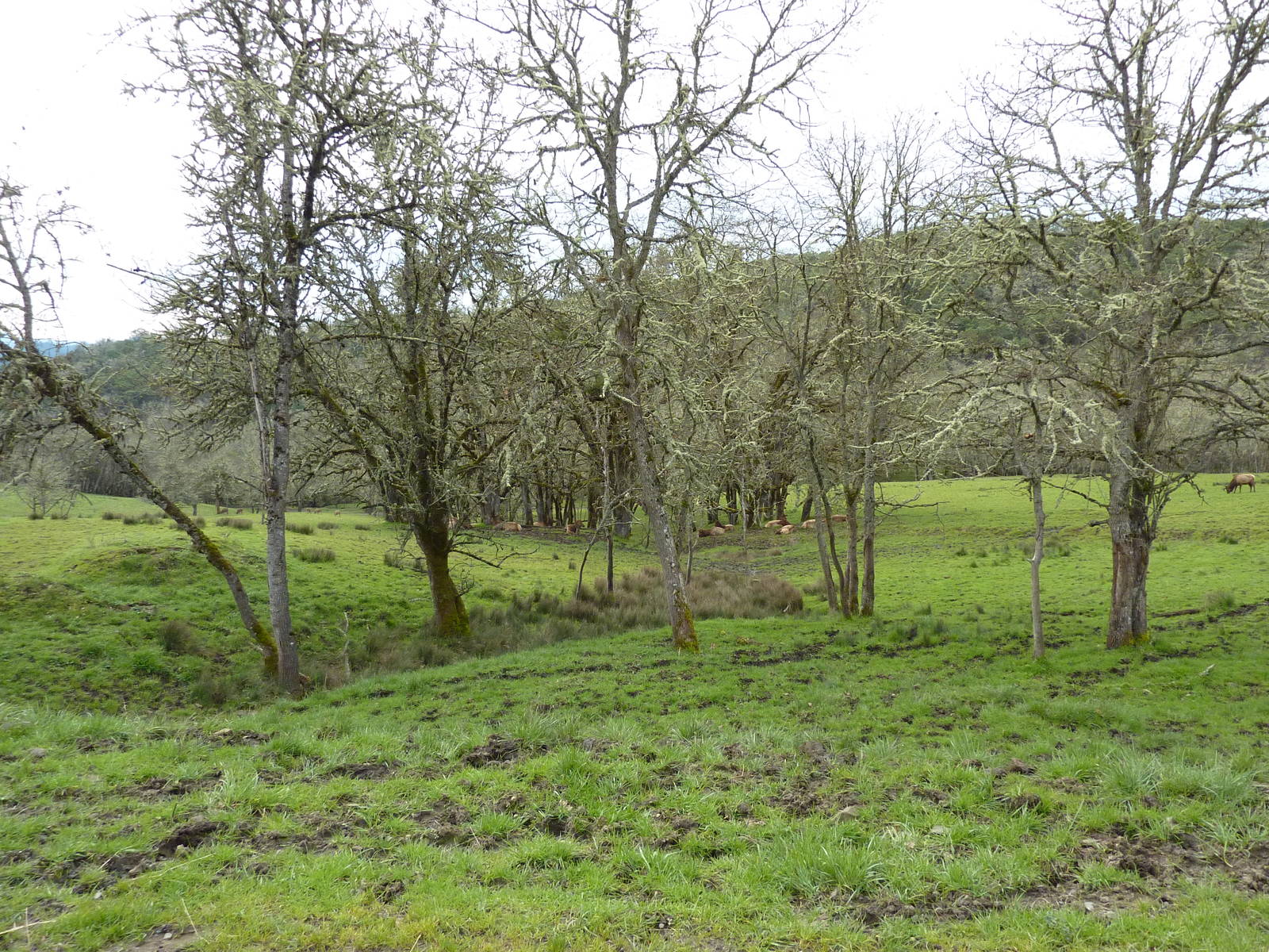 The Americas Area - Bison/Elk/Llama/Aoudad