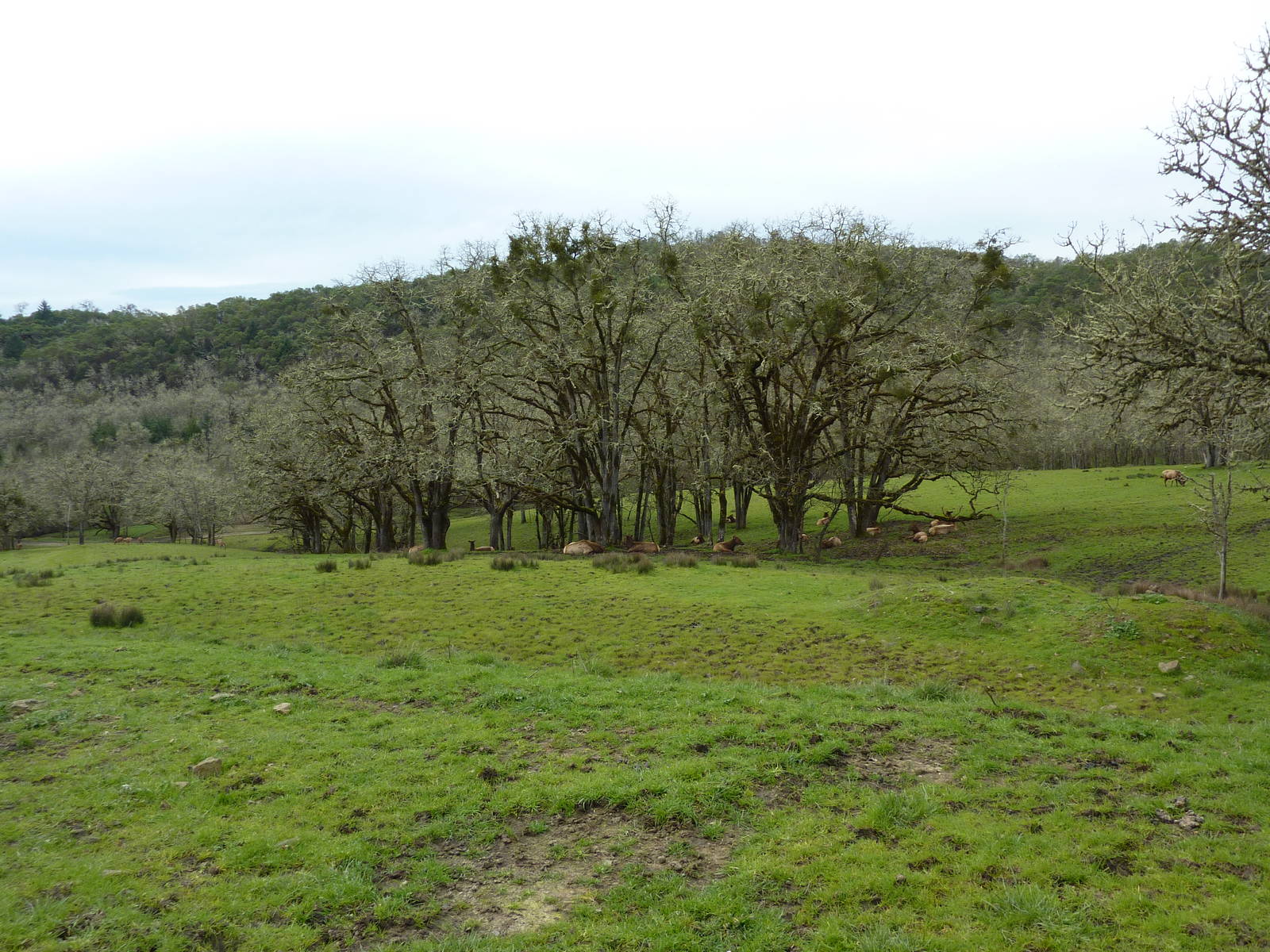 The Americas Area - Bison/Elk/Llama/Aoudad