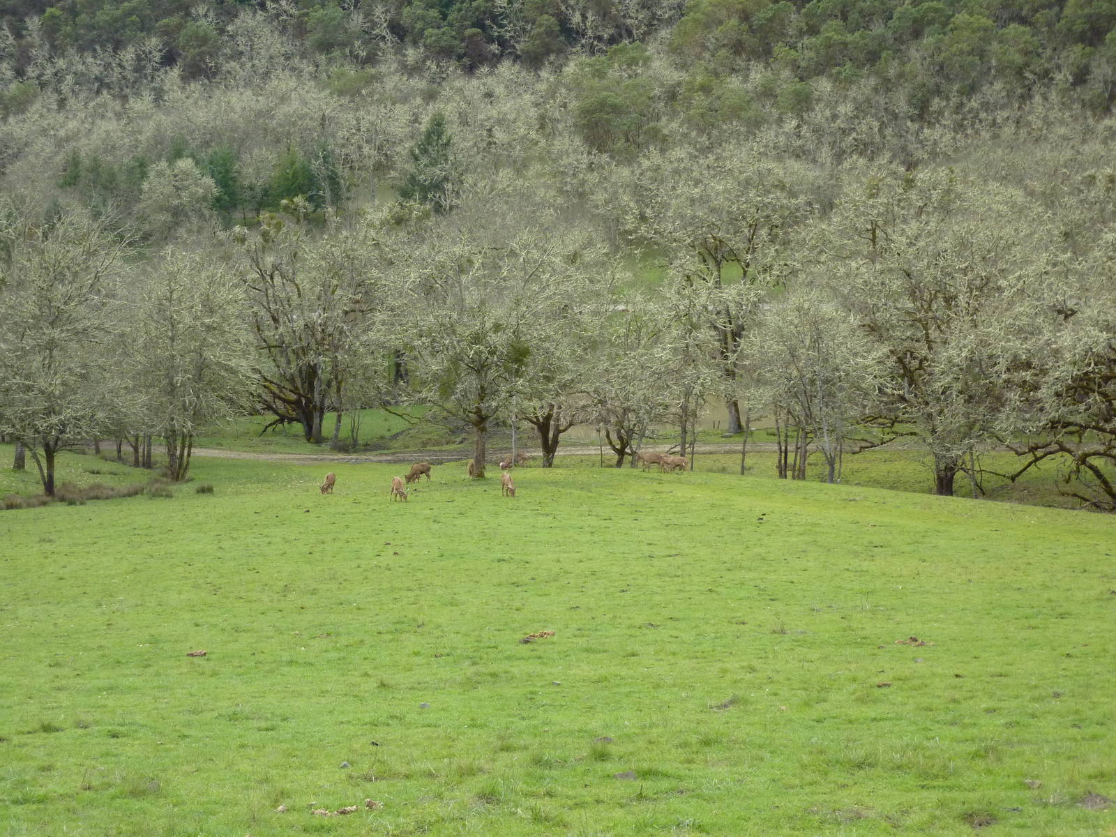 The Americas Area - Bison/Elk/Llama/Aoudad