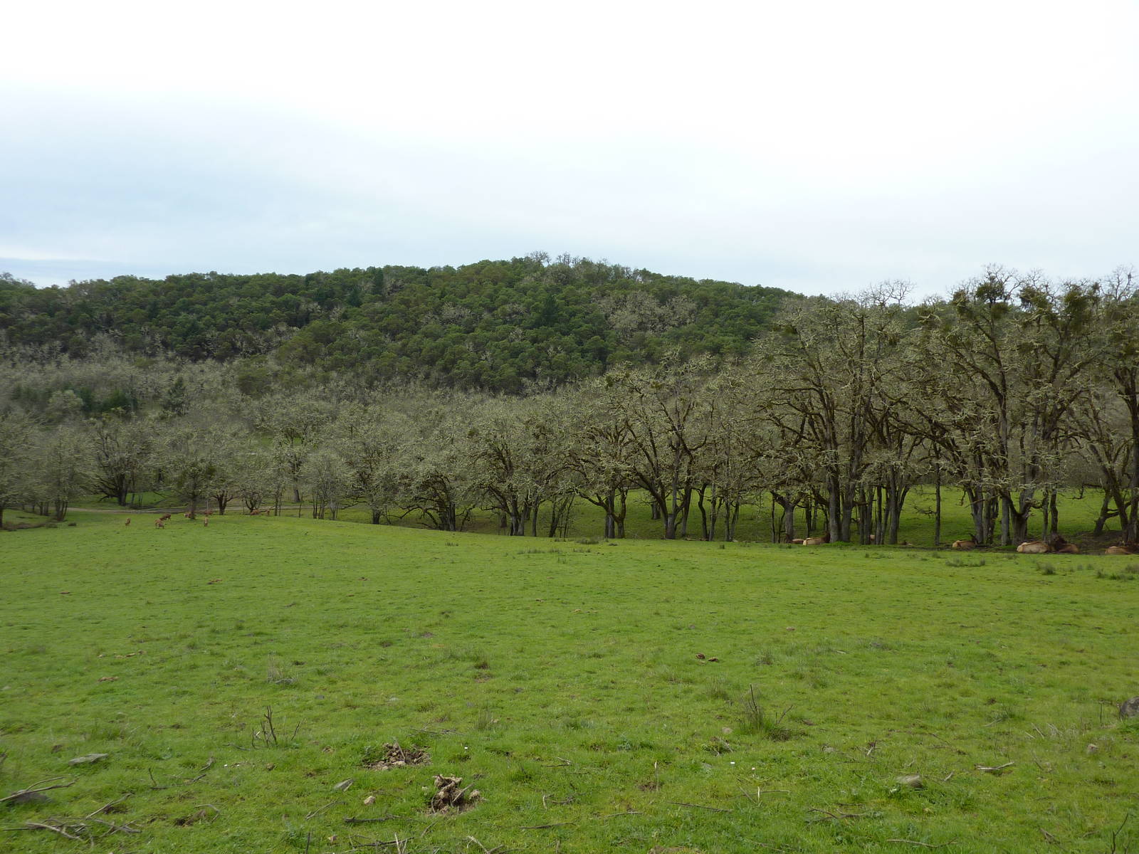 The Americas Area - Bison/Elk/Llama/Aoudad