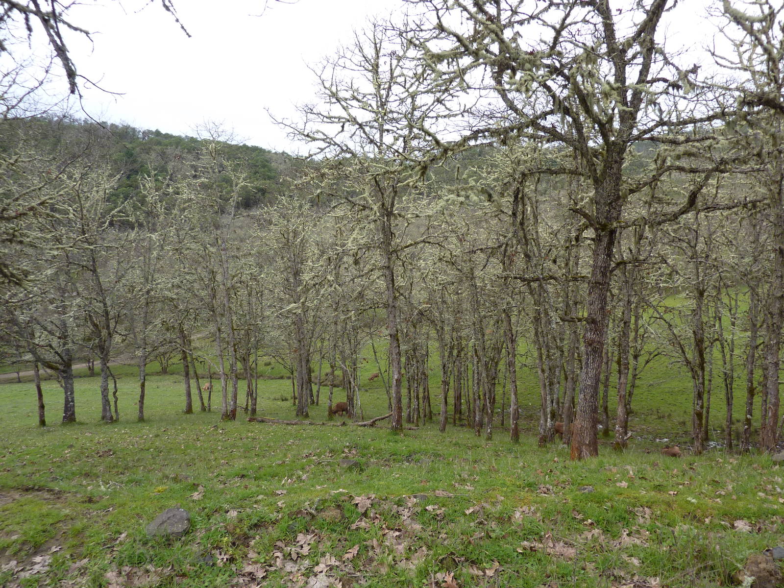 The Americas Area - Bison/Elk/Llama/Aoudad