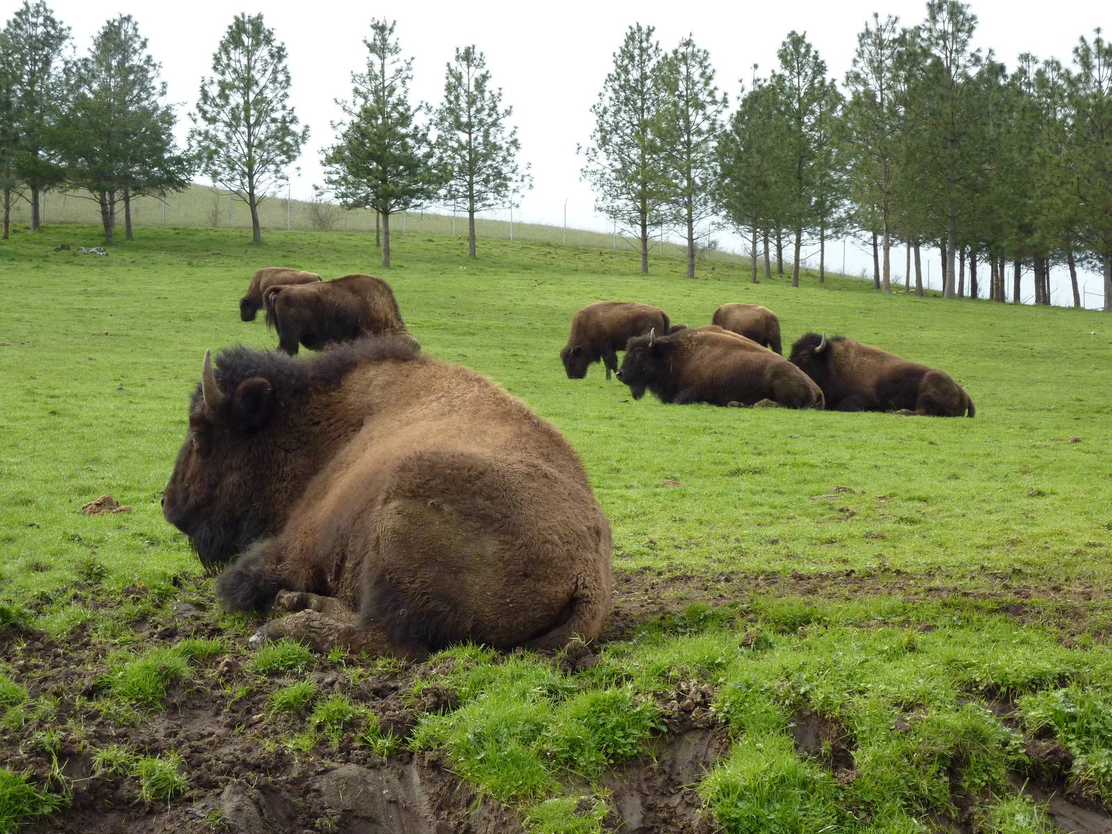 The Americas Area - Bison Herd
