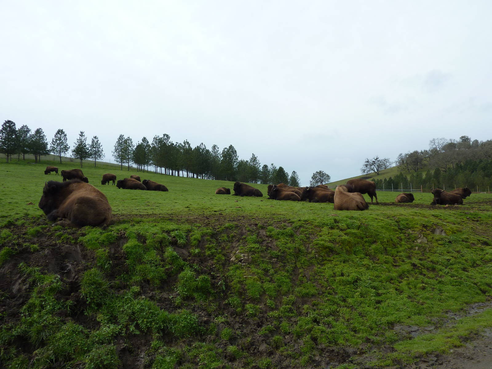 The Americas Area - Bison Herd
