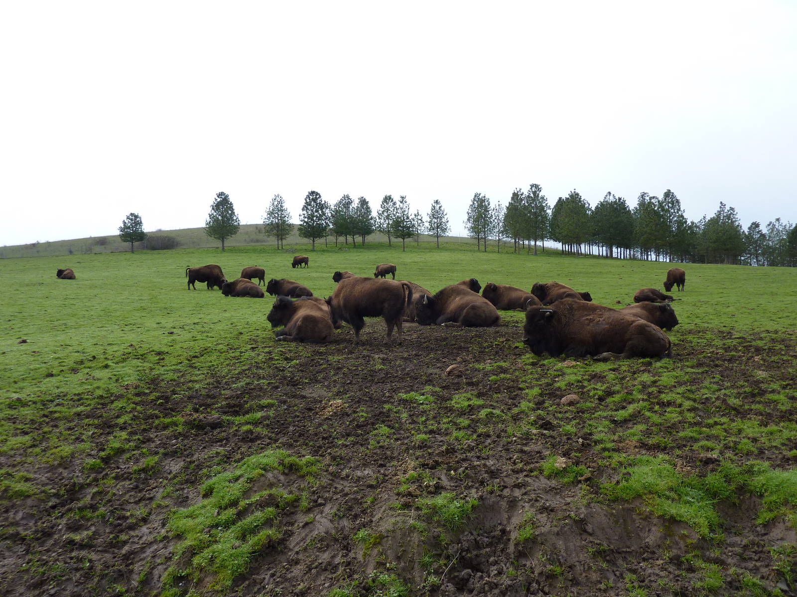 The Americas Area - Bison Herd