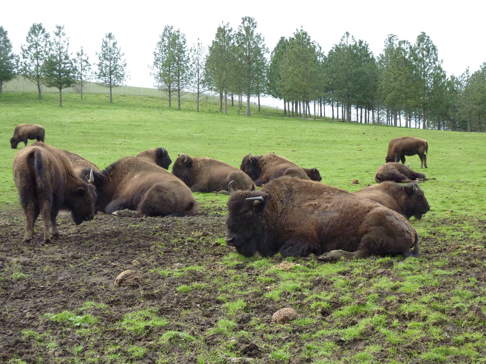 The Americas Area - Bison Herd