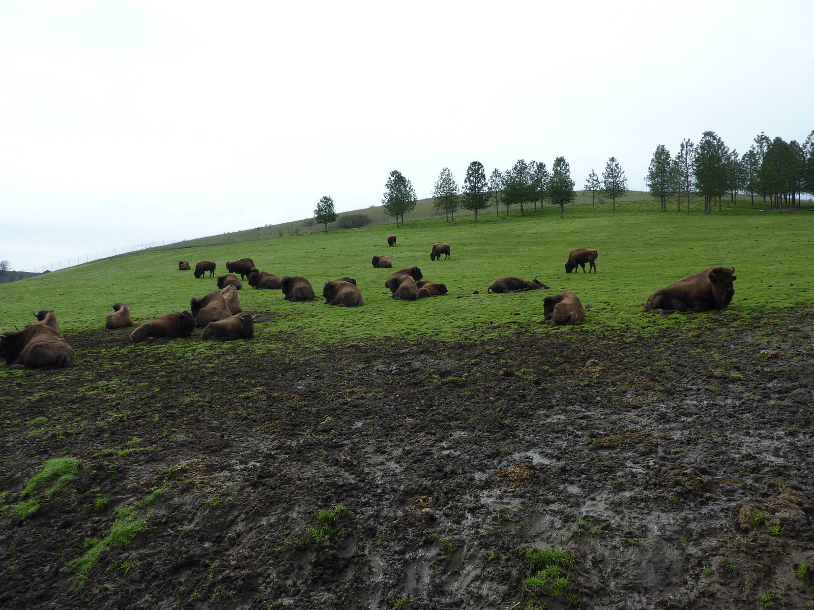 The Americas Area - Bison Herd