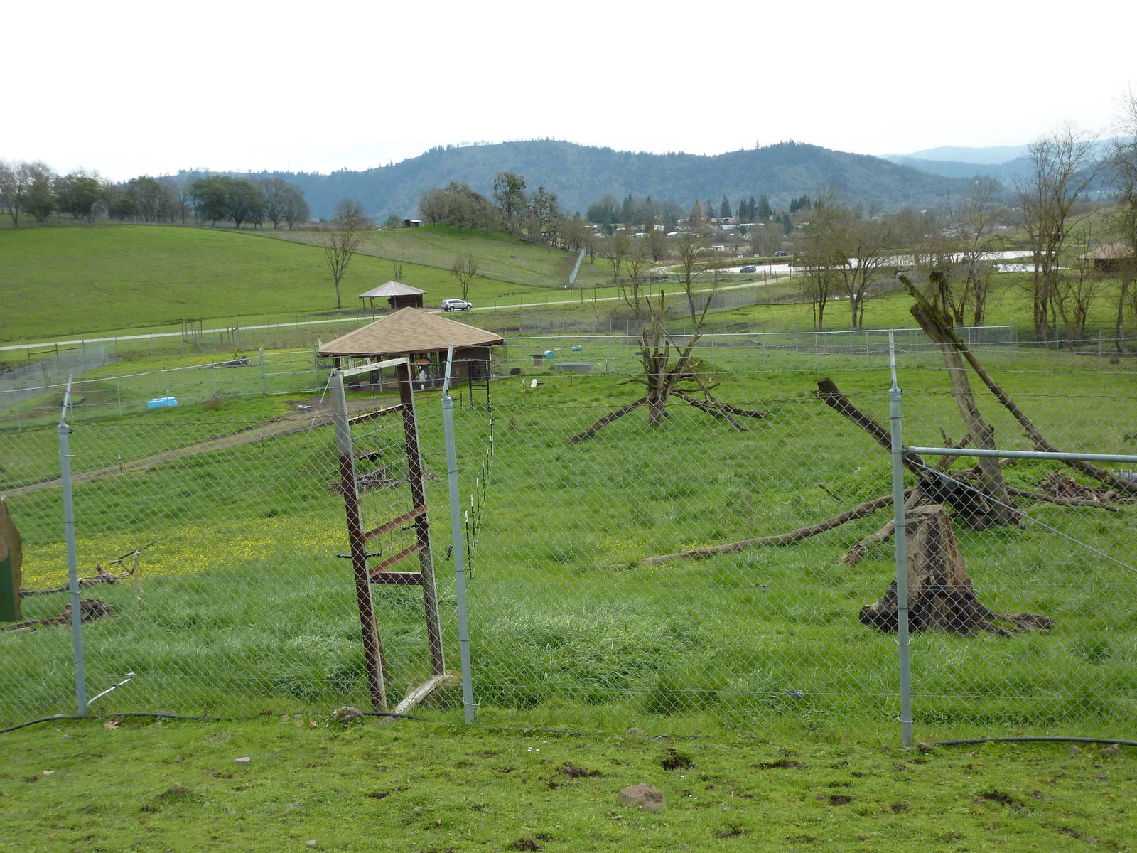 The Americas Area - Black Bear Enclosures