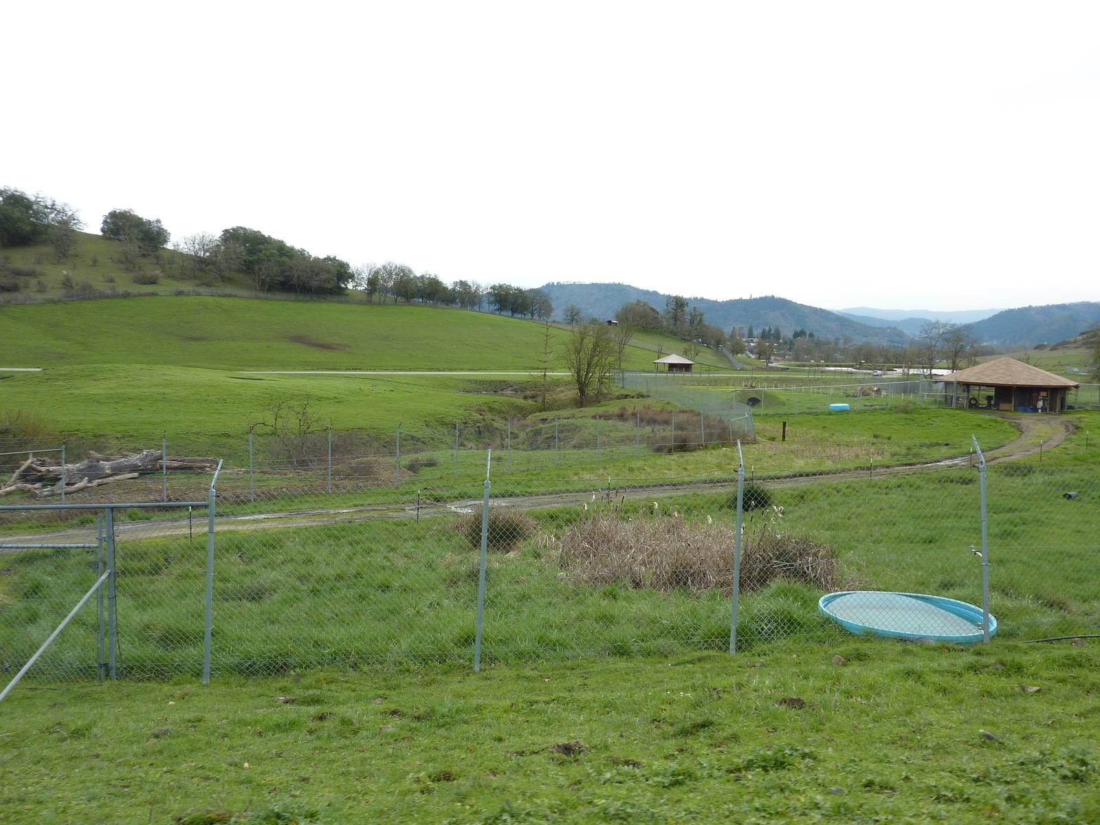 The Americas Area - Black Bear Enclosures