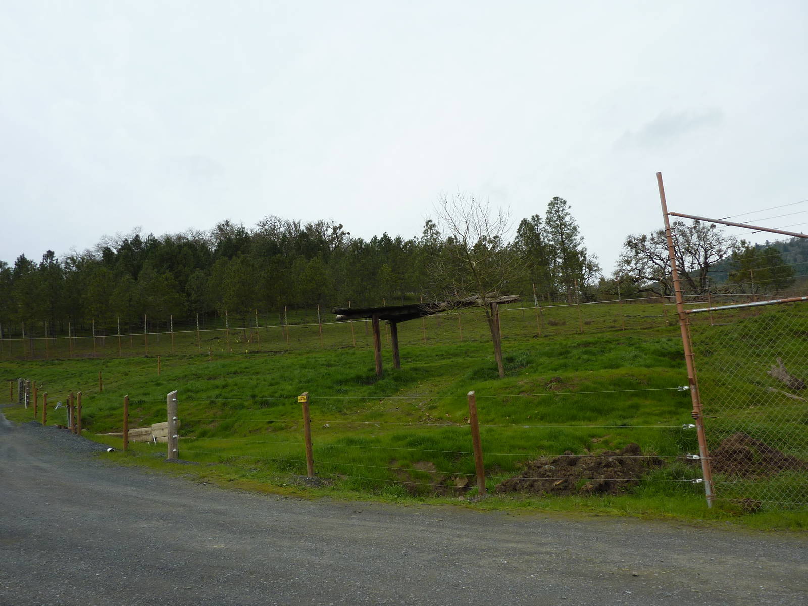 The Americas Area - Grizzly Bear Enclosure