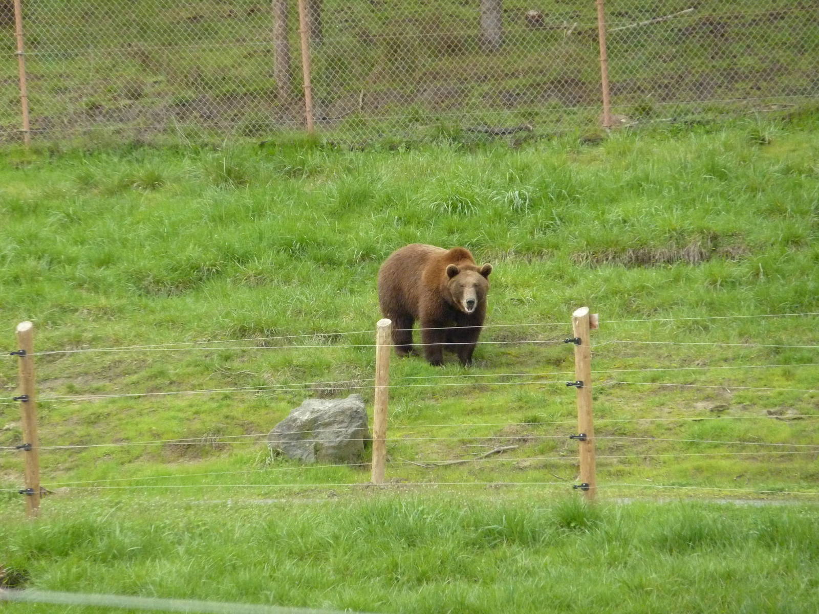 The Americas Area - Grizzly Bear