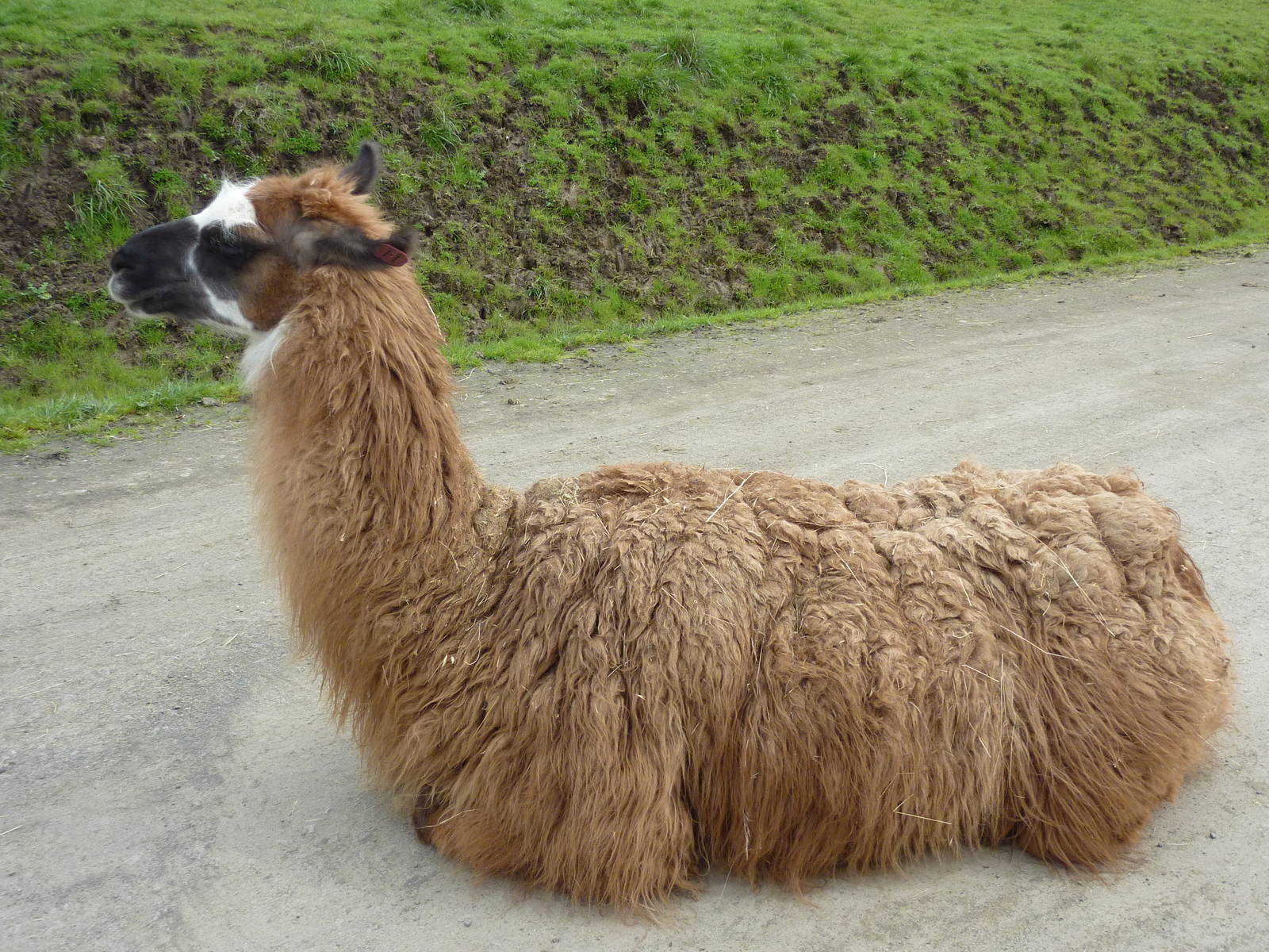 The Americas Area - Llama