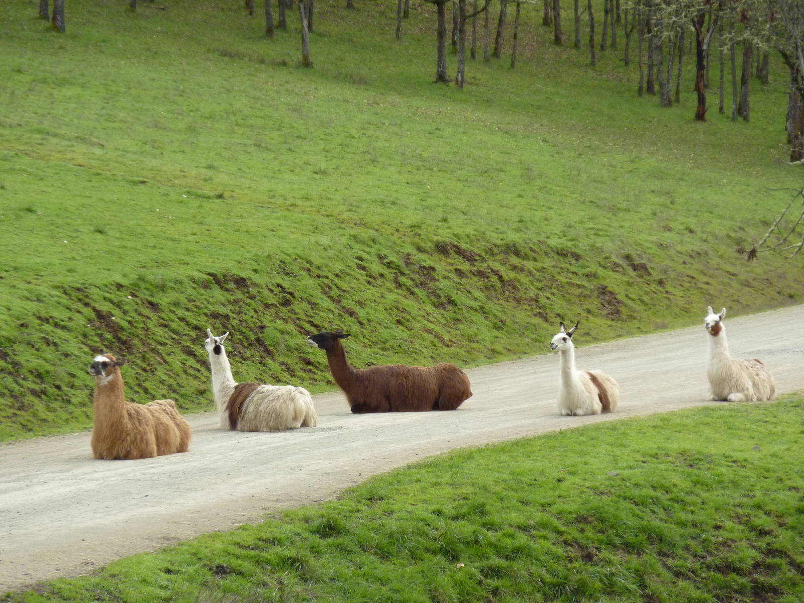 The Americas Area - Llamas