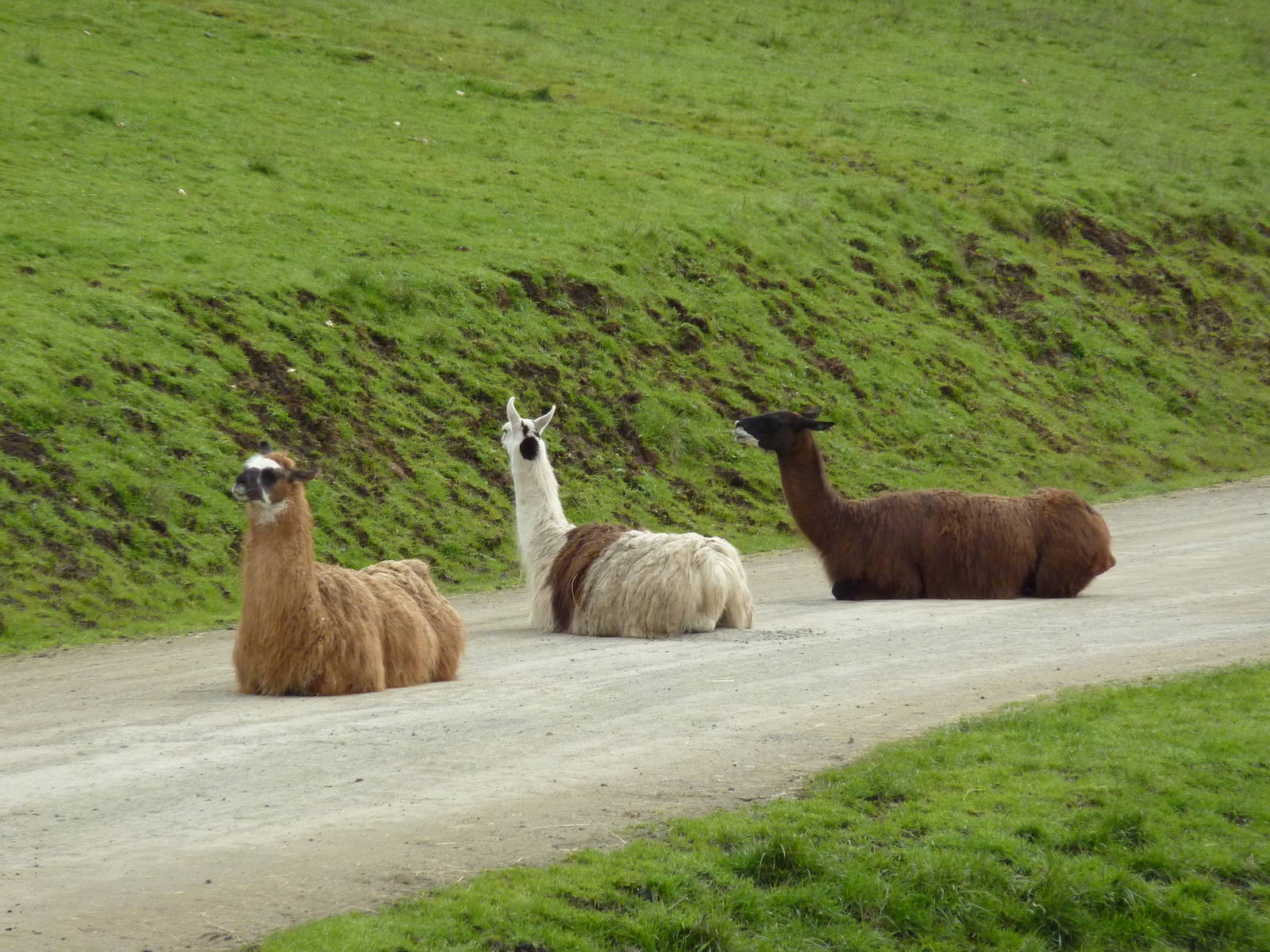 The Americas Area - Llamas