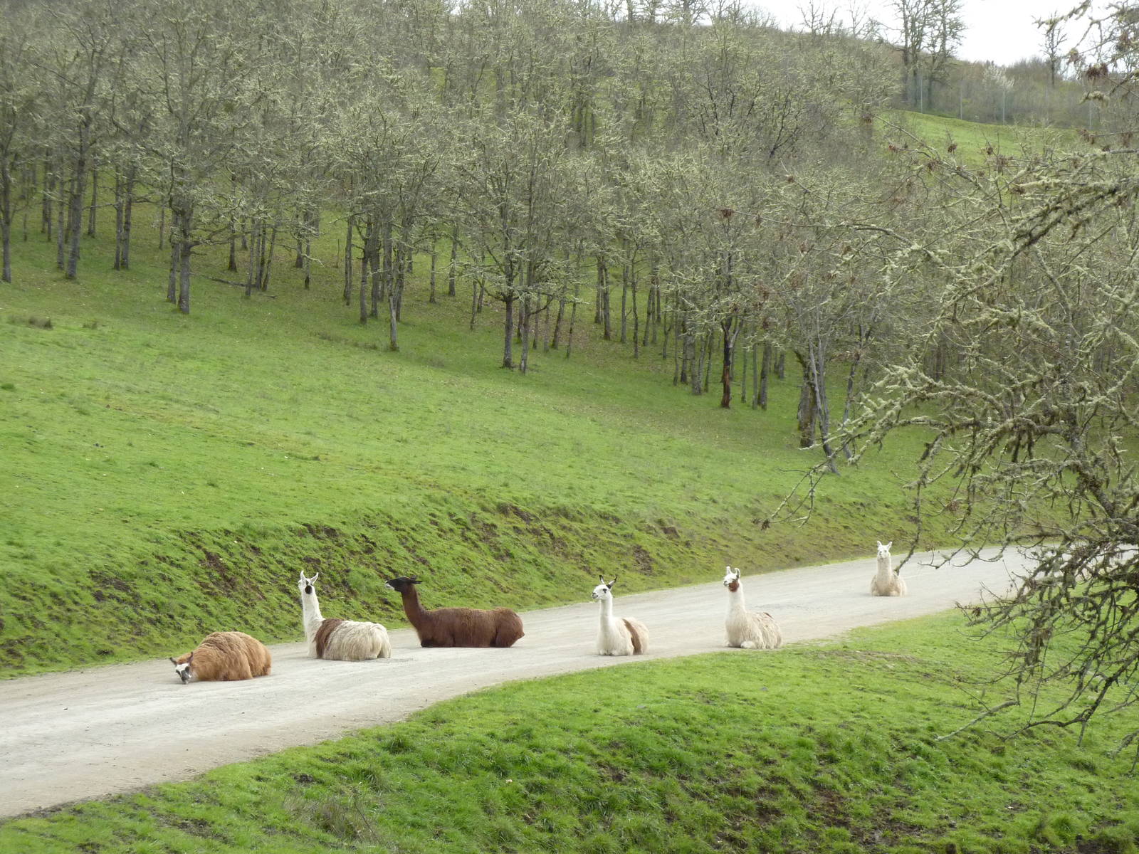 The Americas Area - Llamas