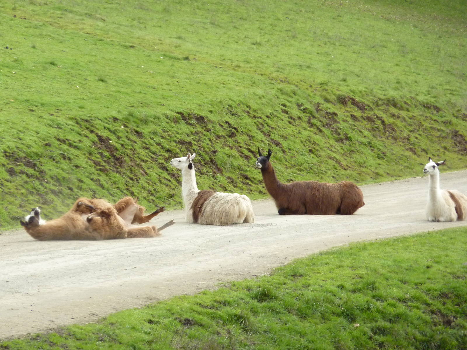 The Americas Area - Llamas