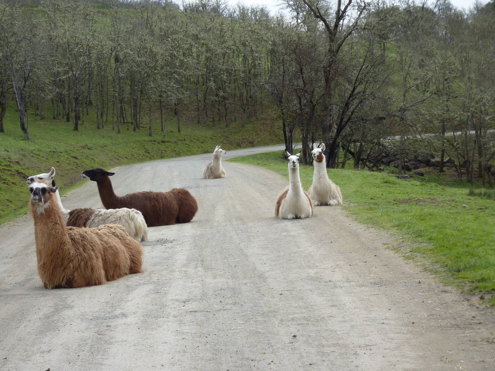 The Americas Area - Llamas