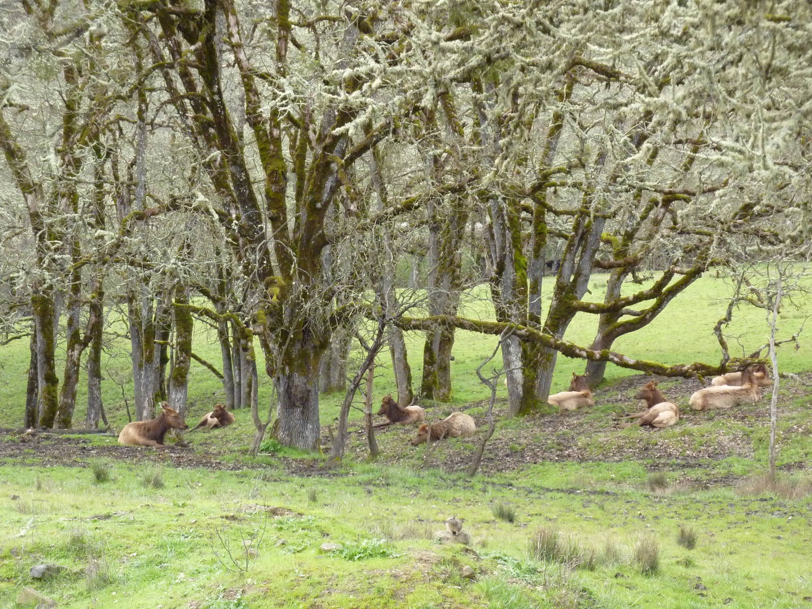 The Americas Area - Roosevelt Elk Herd